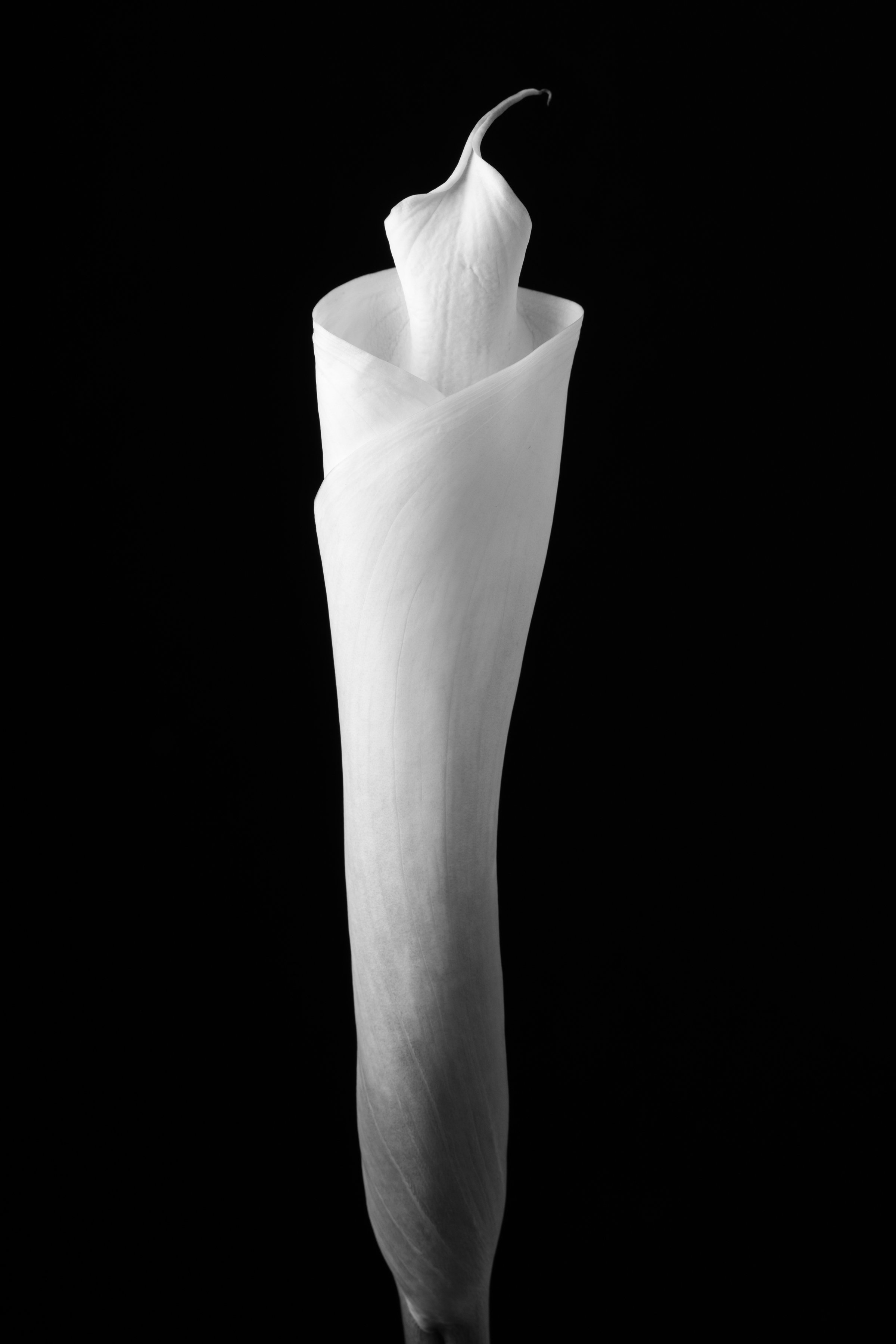 Calla Lily One Hundred-Two