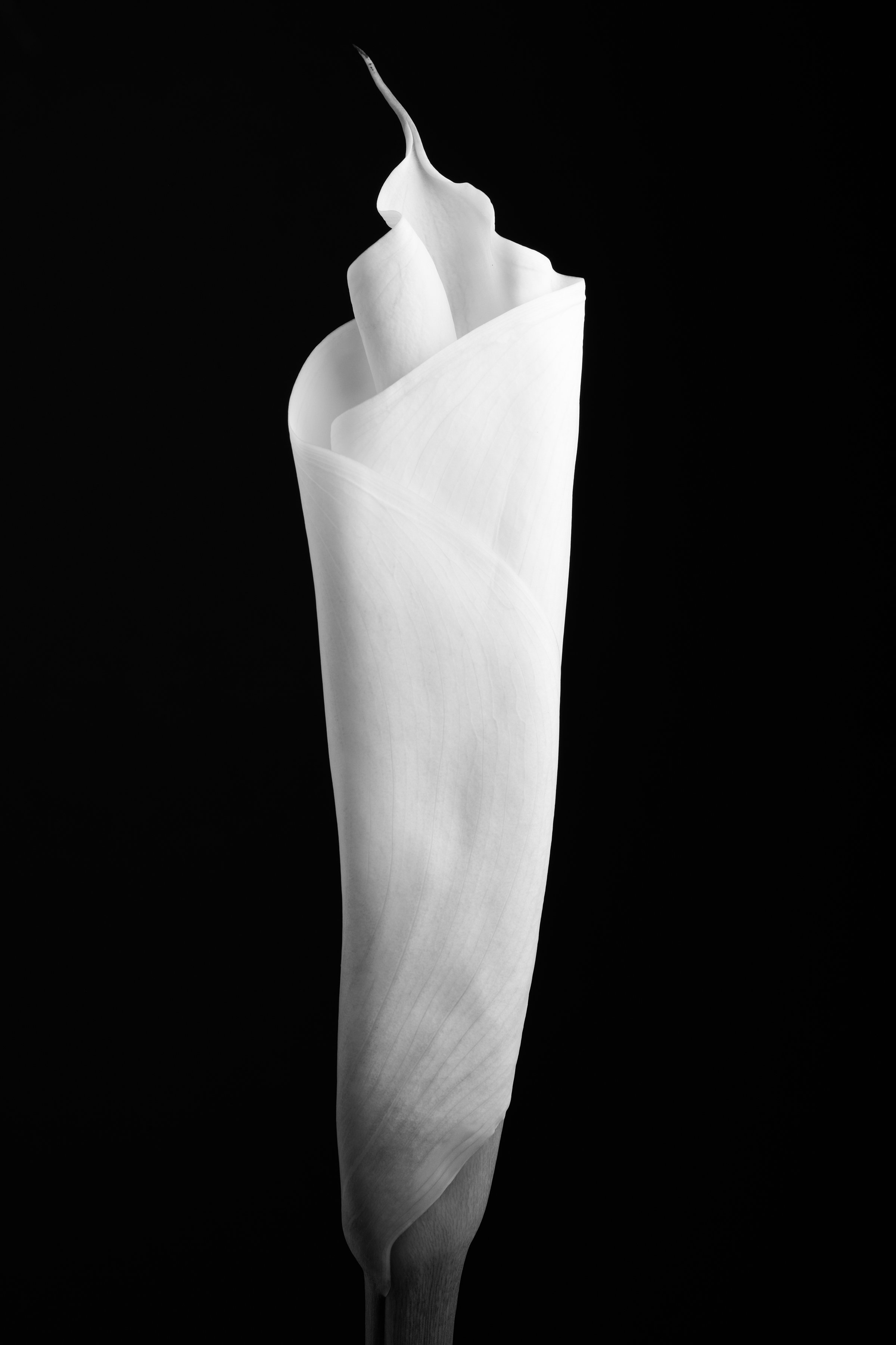 Calla Lily Fifty-One