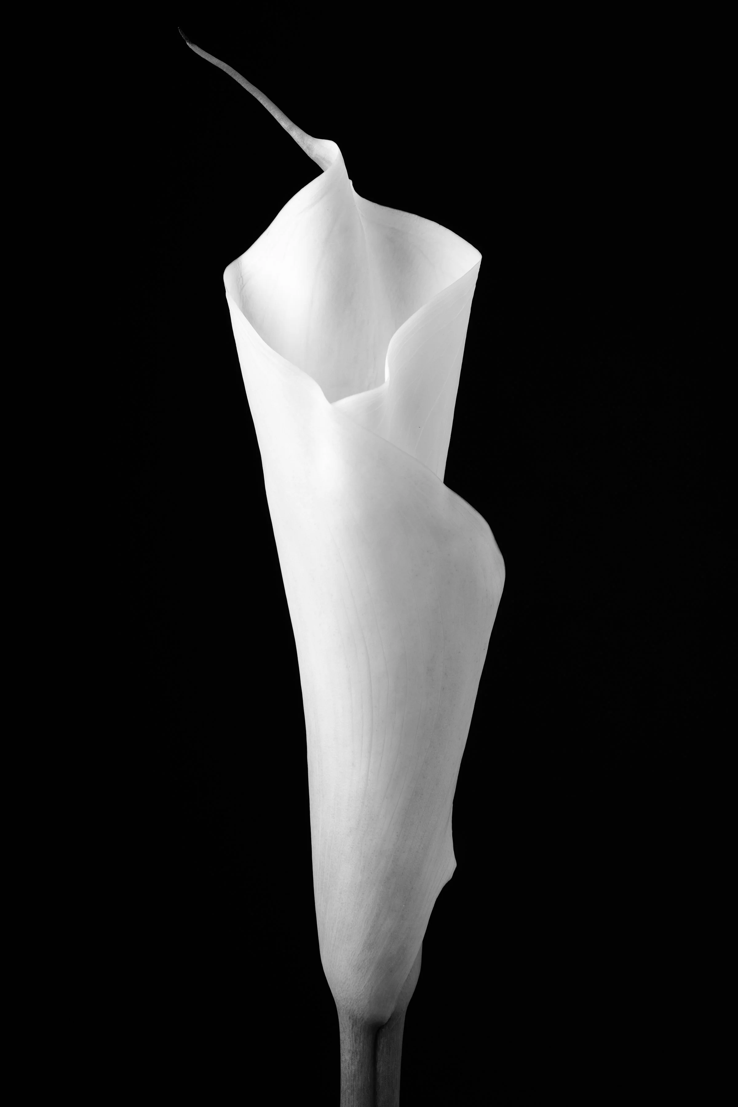 Calla Lily Thirty-Six