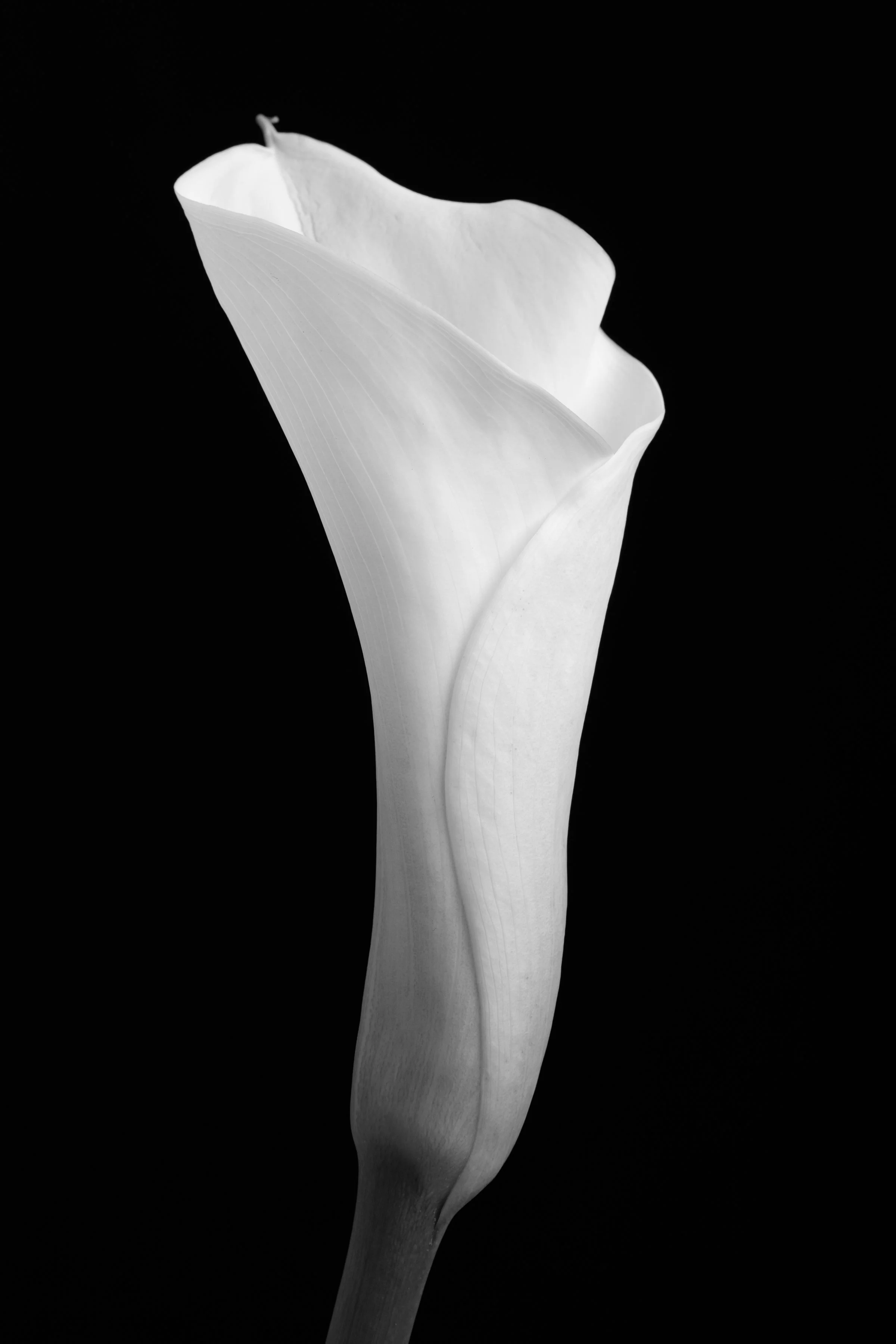 Calla Lily Eighty