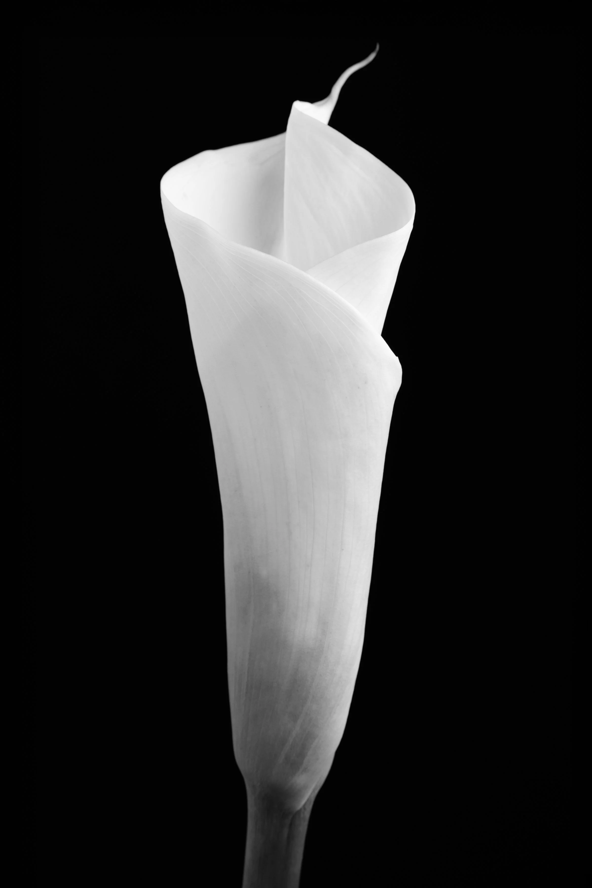 Calla Lily Seventy