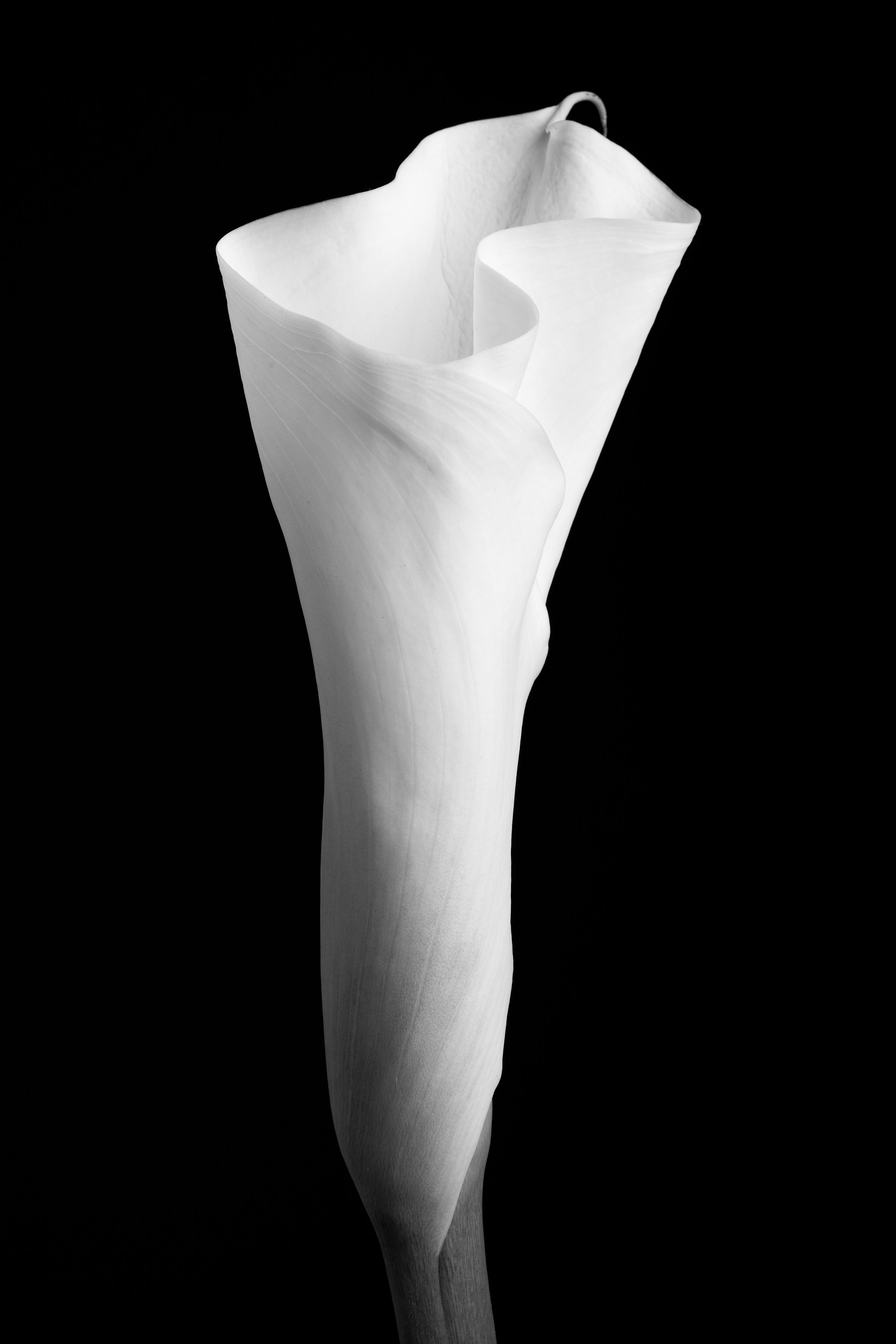 Calla Lily Twenty-Four