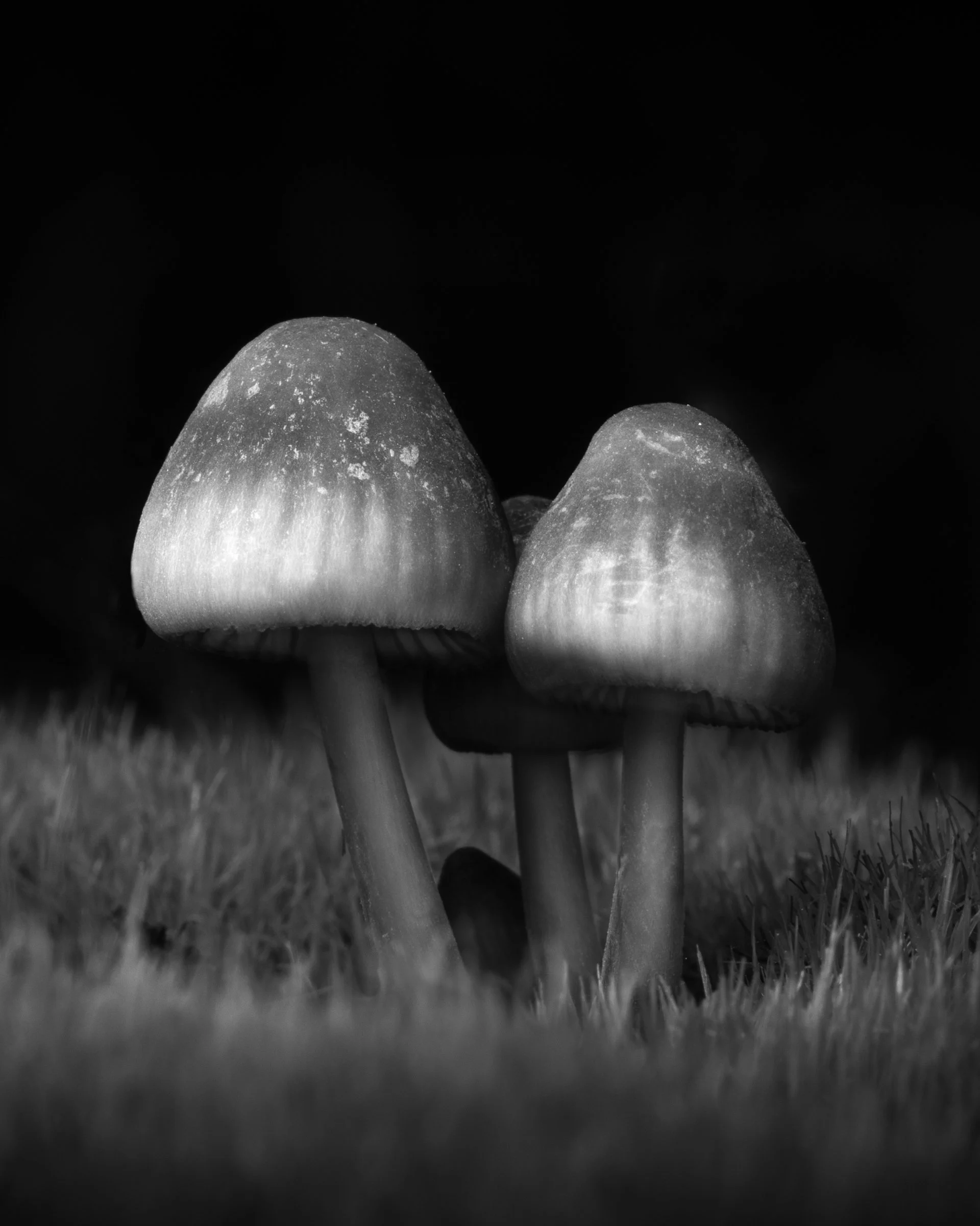Mushrooms on Moss (2023)
