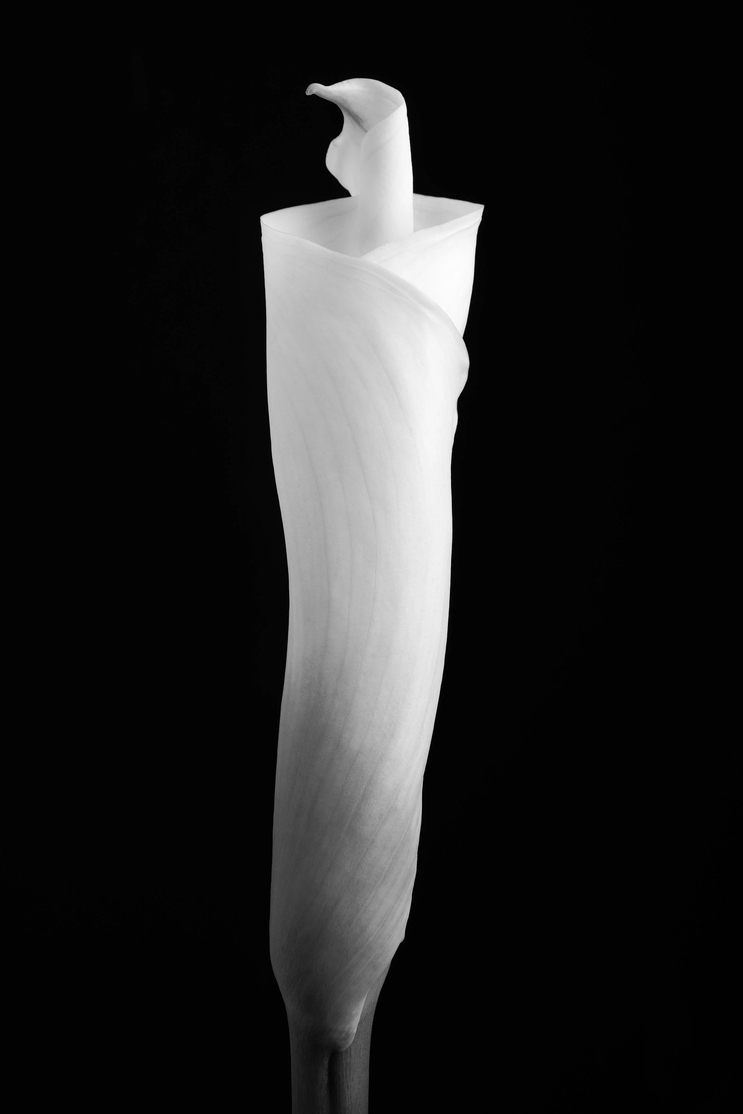 Calla Lily Forty-Nine