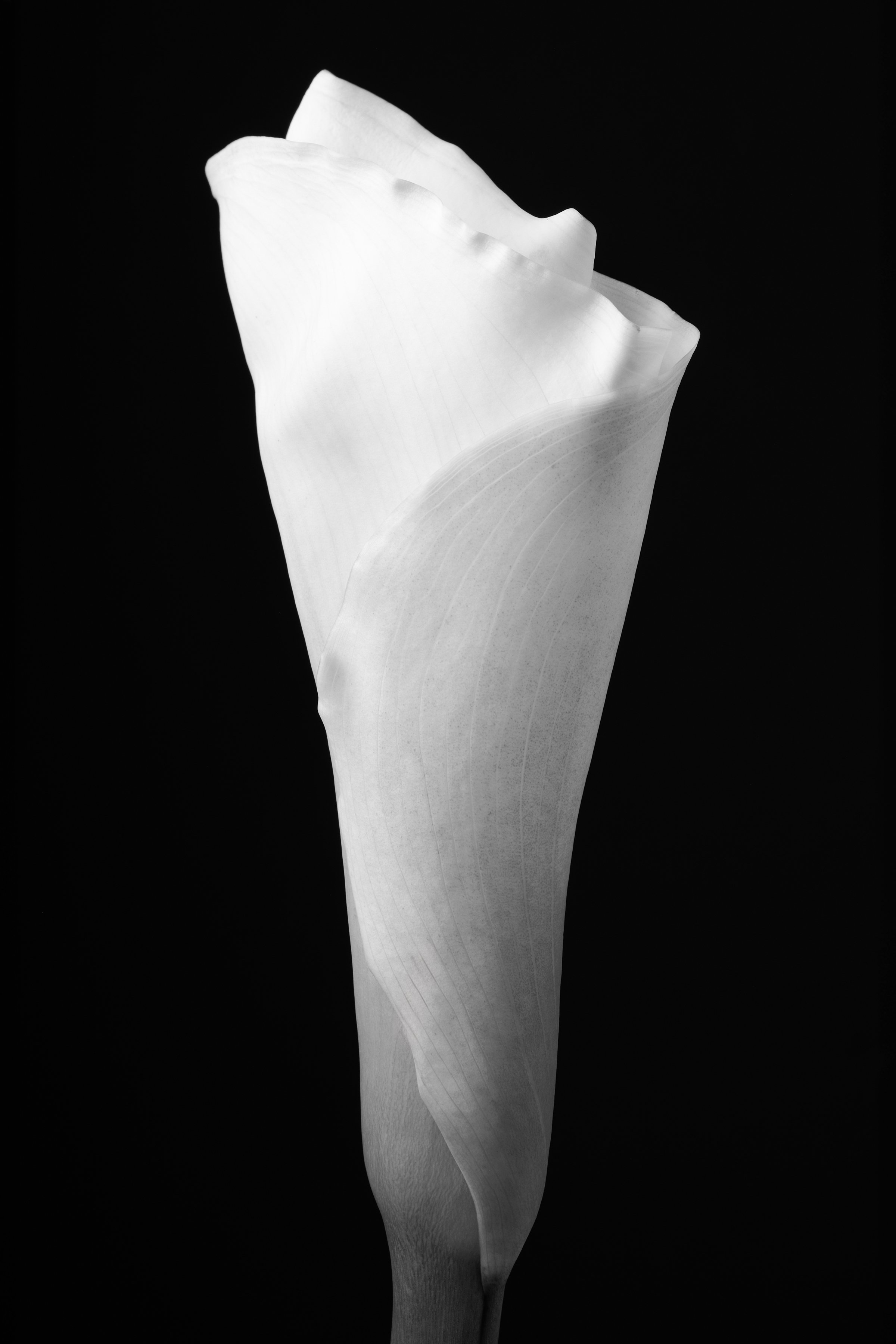 Calla Lily Sixty-Seven