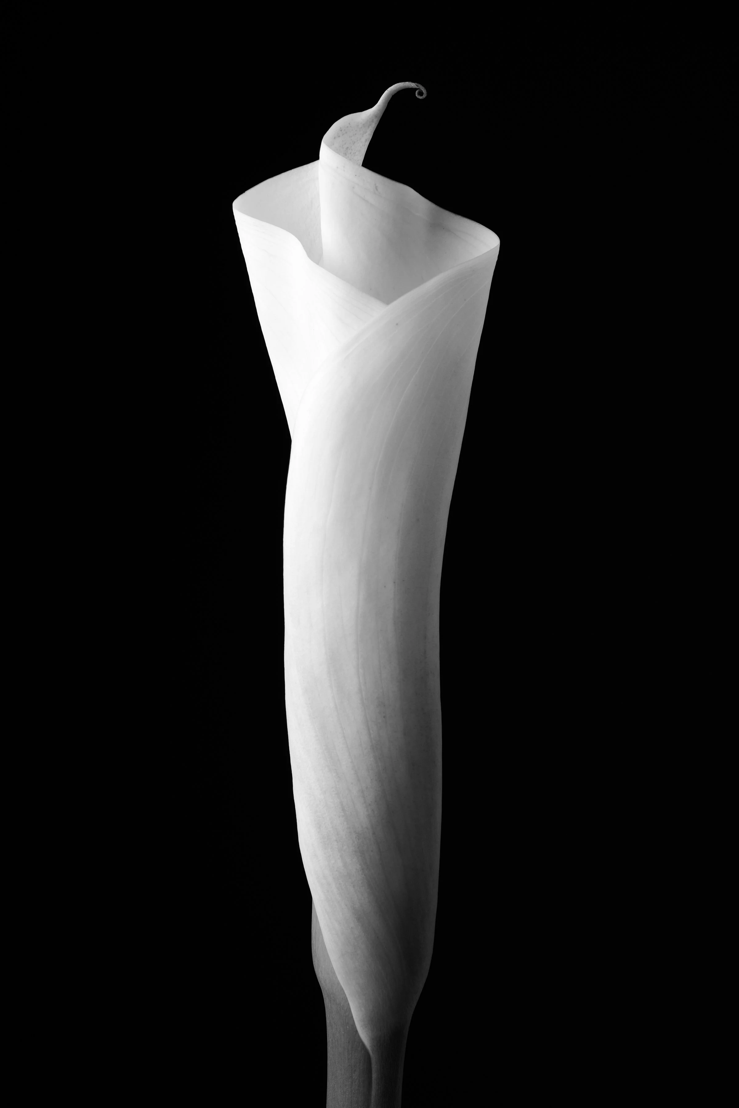 Calla Lily Forty-Eight