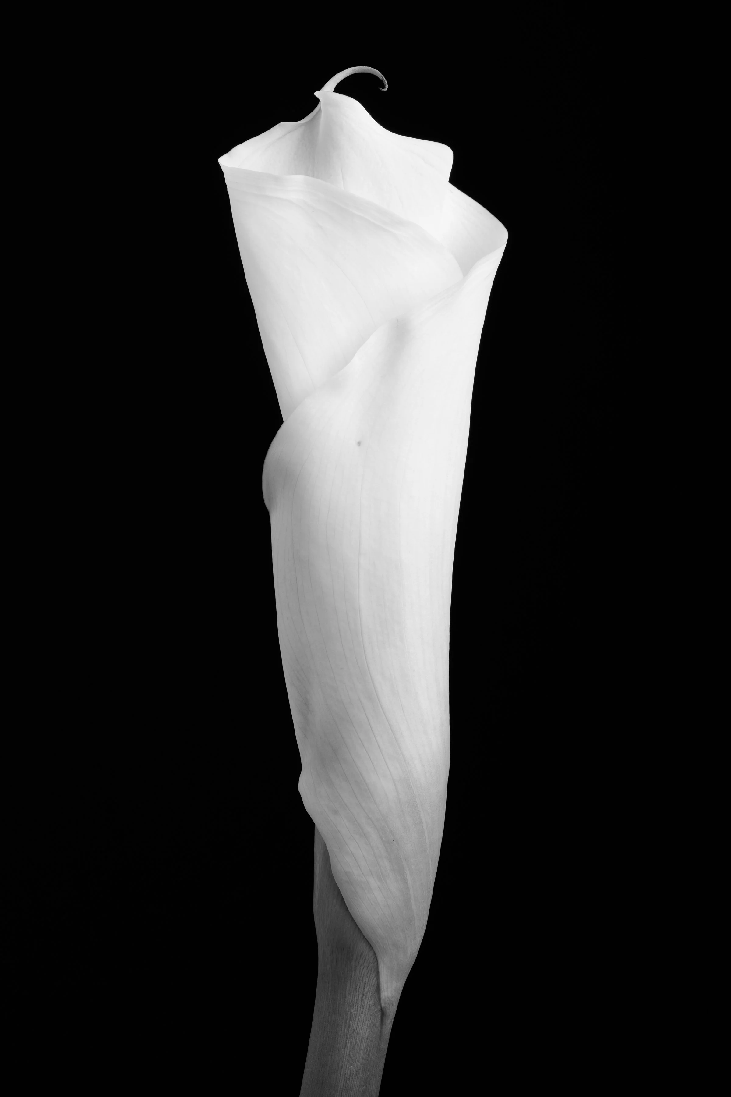 Calla Lily Eighty-Eight