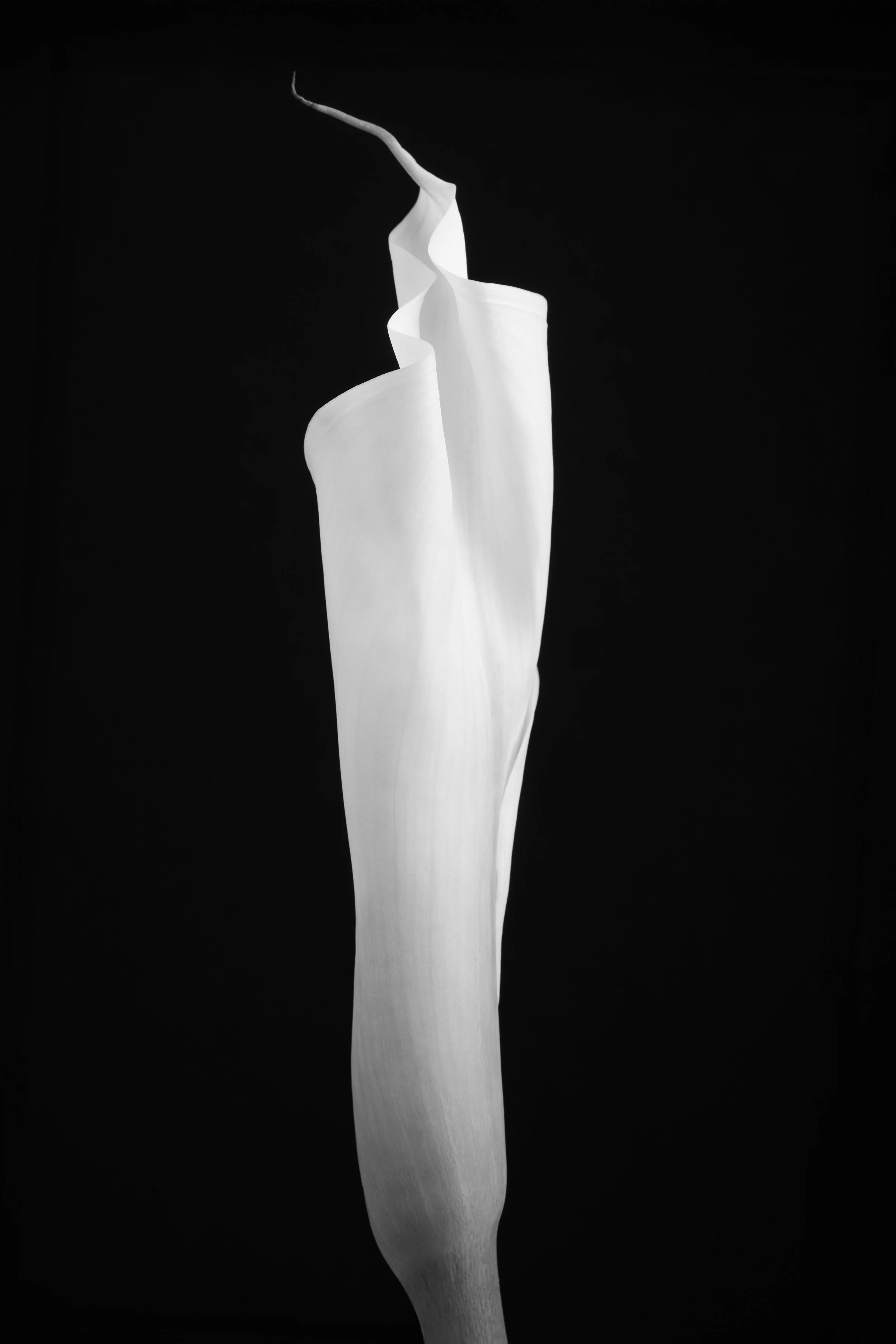 Calla Lily Sixty-One