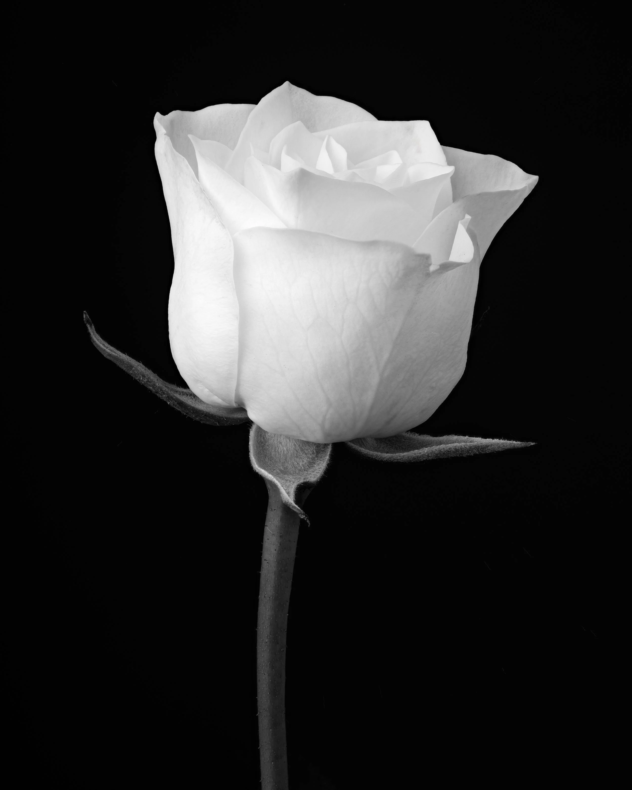 The Miniature White Rose (2023)