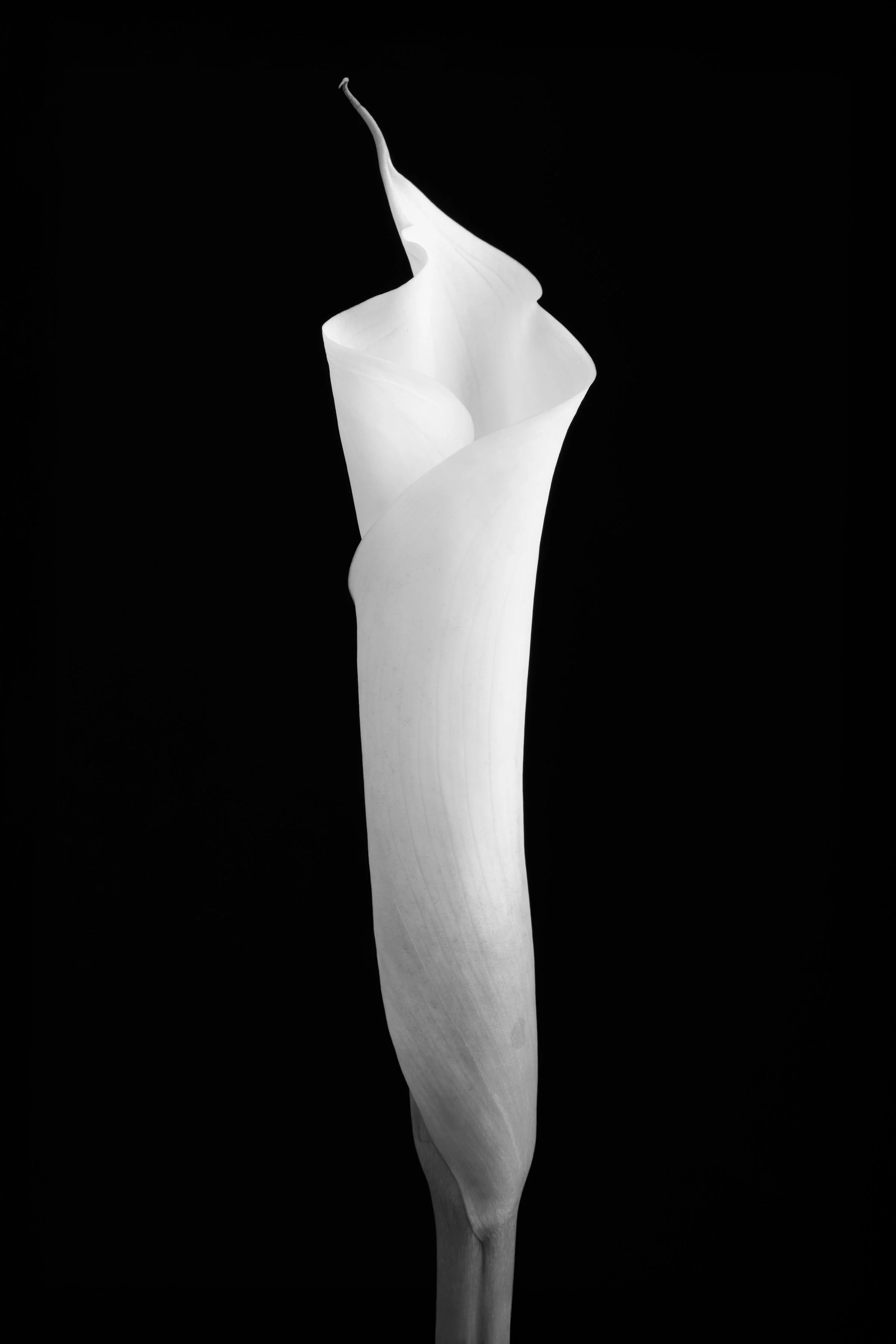 Calla Lily Eighty-Six