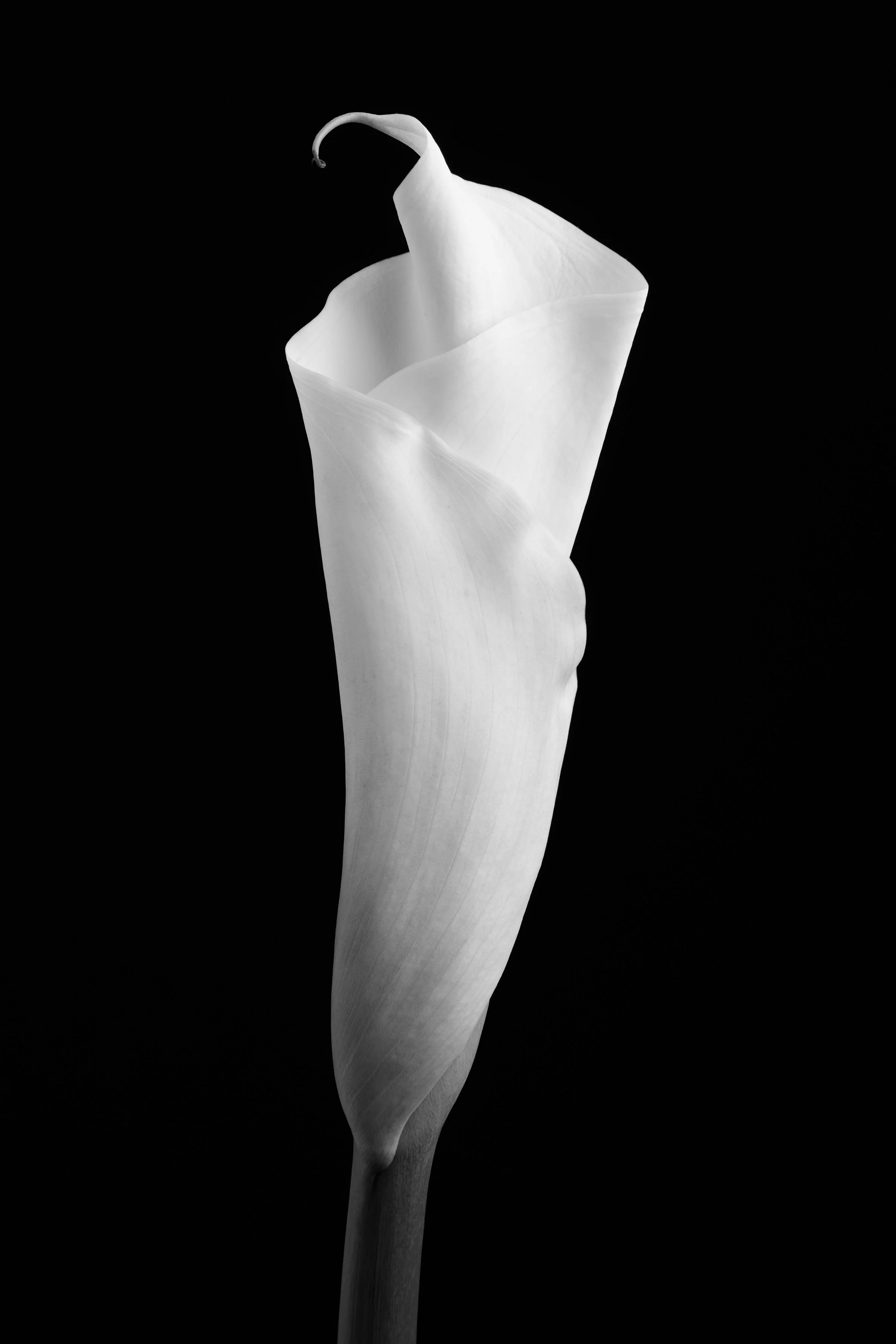 Calla Lily Eighty-Two