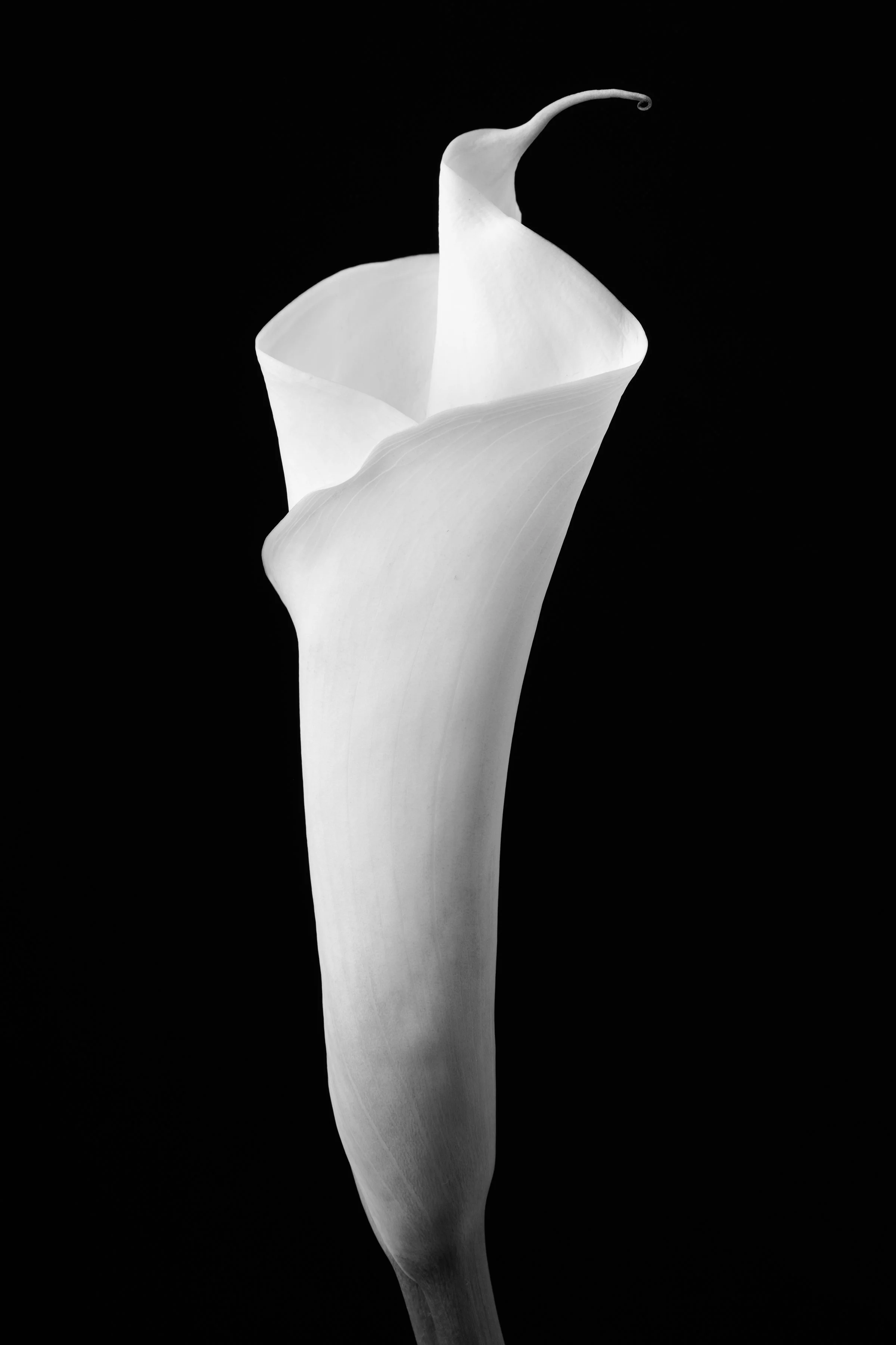 Calla Lily Seventy-Three