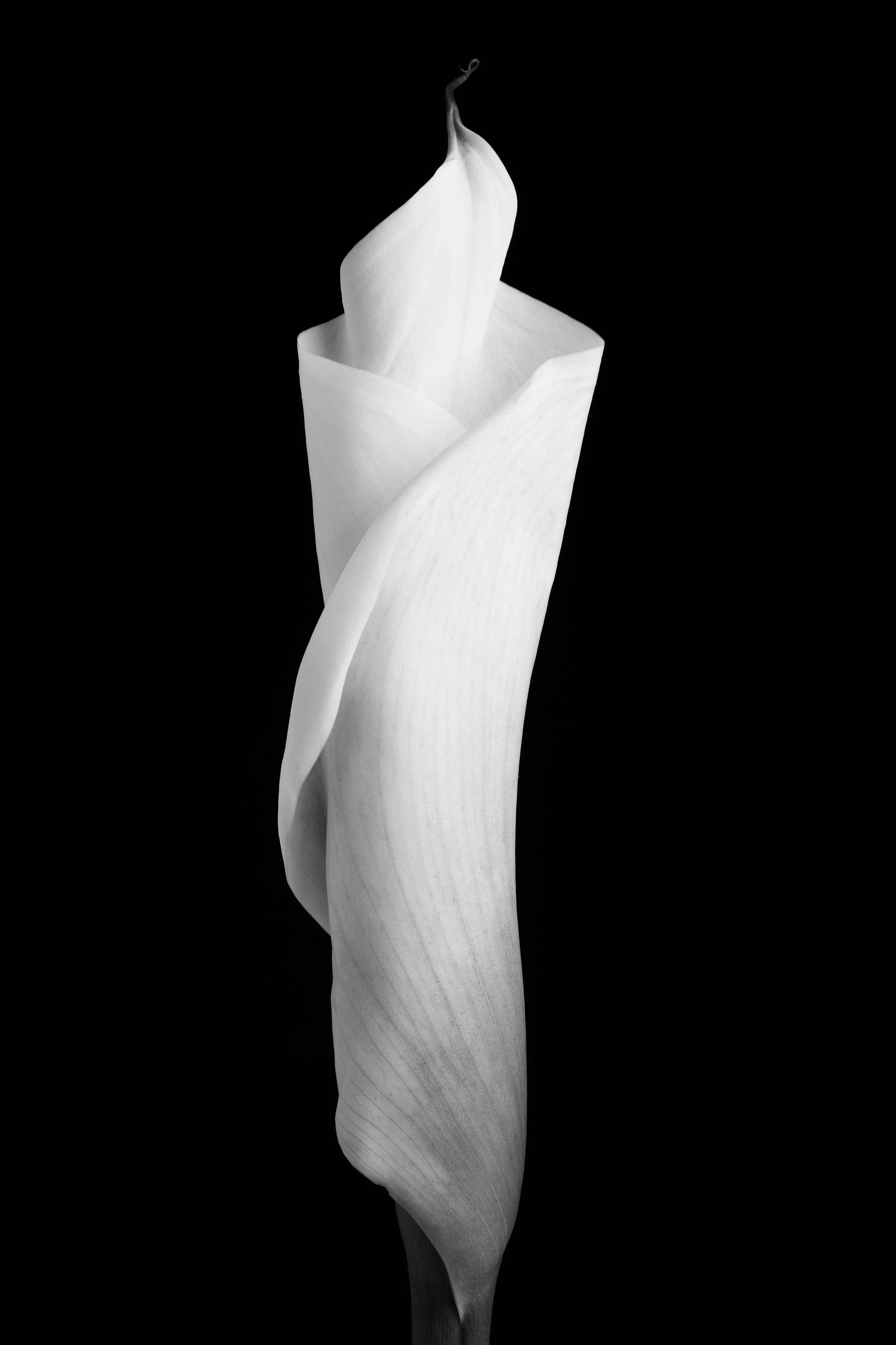 Calla Lily Twenty-Six