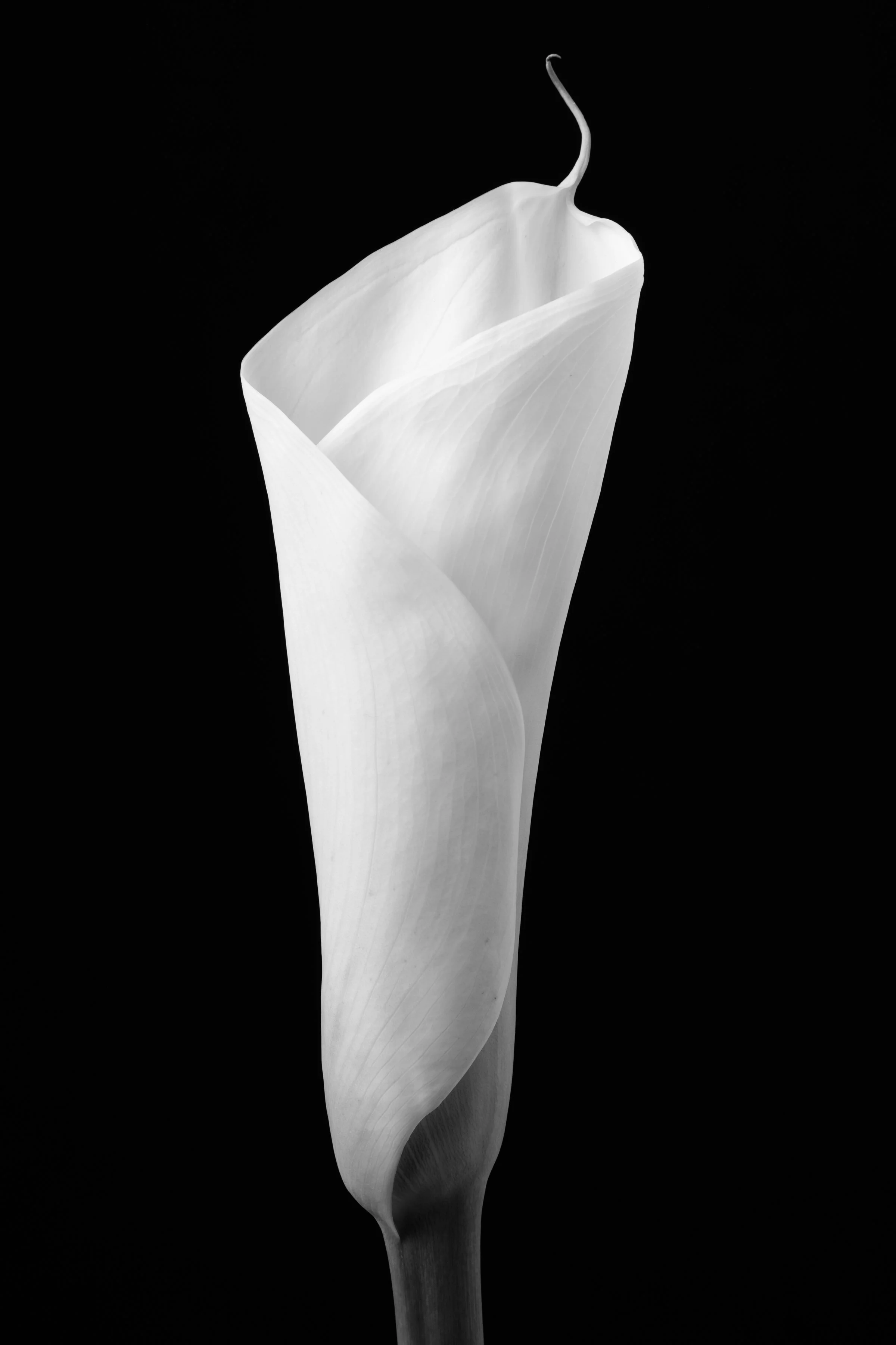 Calla Lily Seventy-Eight