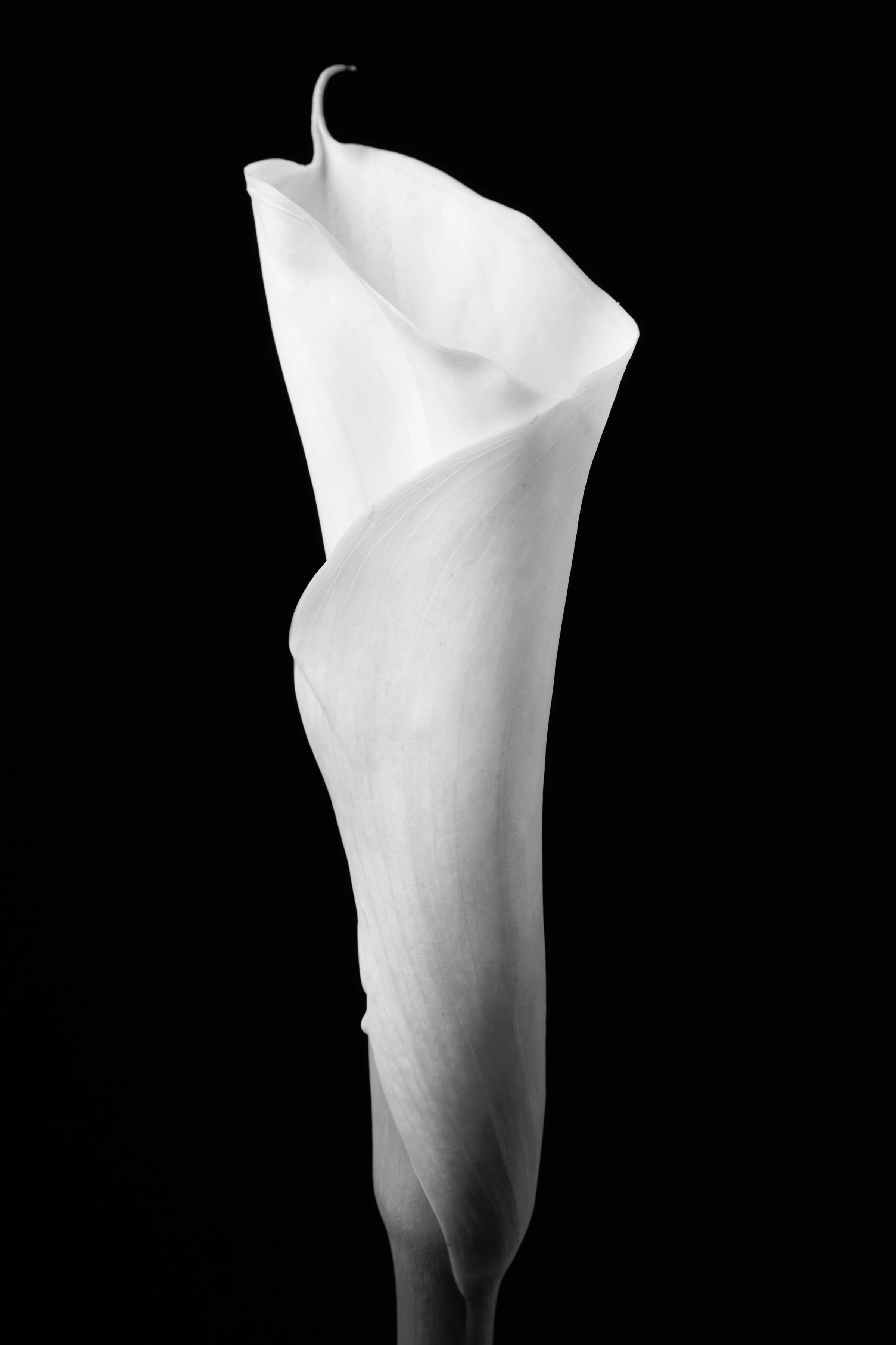Calla Lily Seventy-Seven