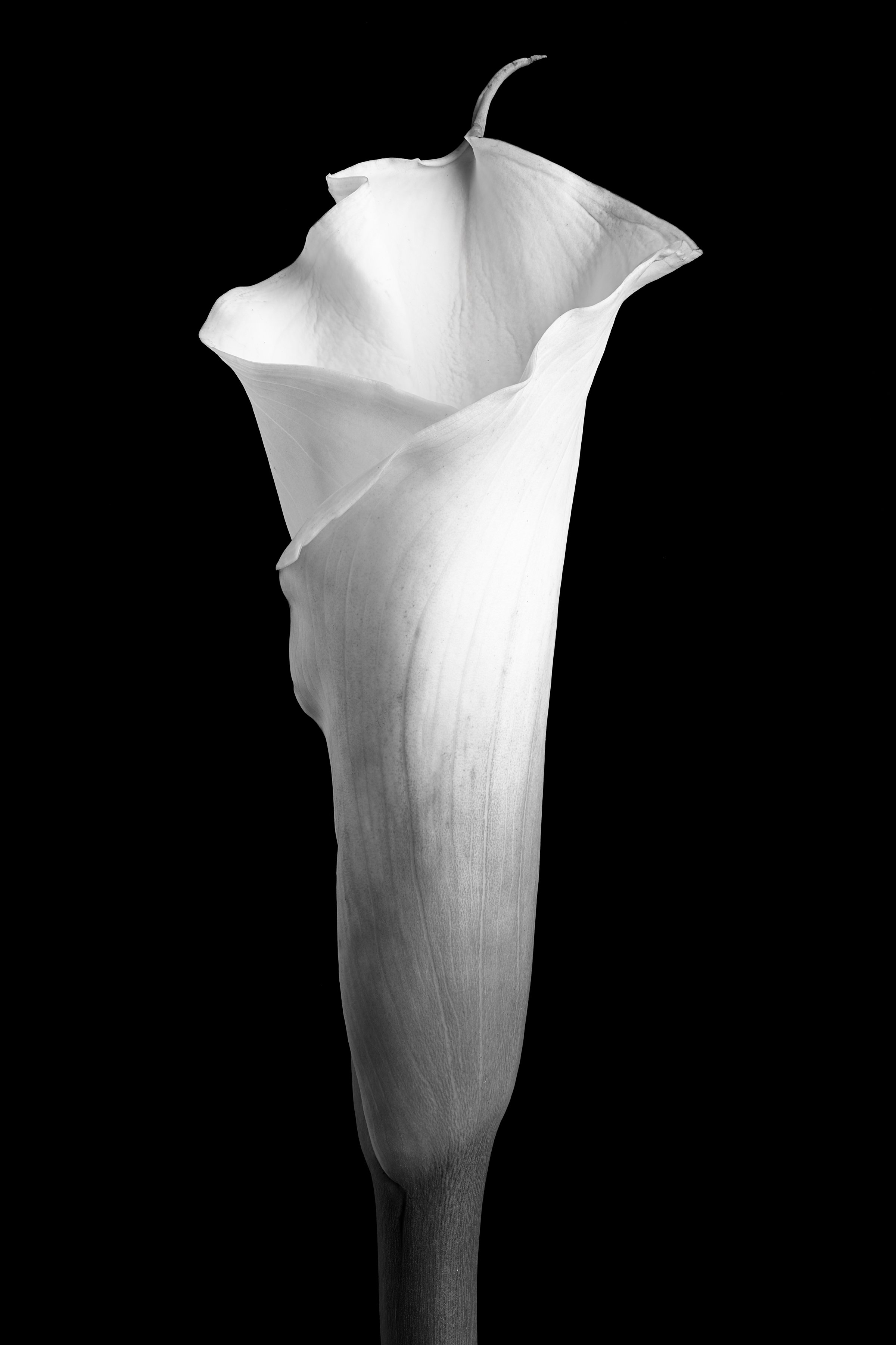 Calla Lily Ten