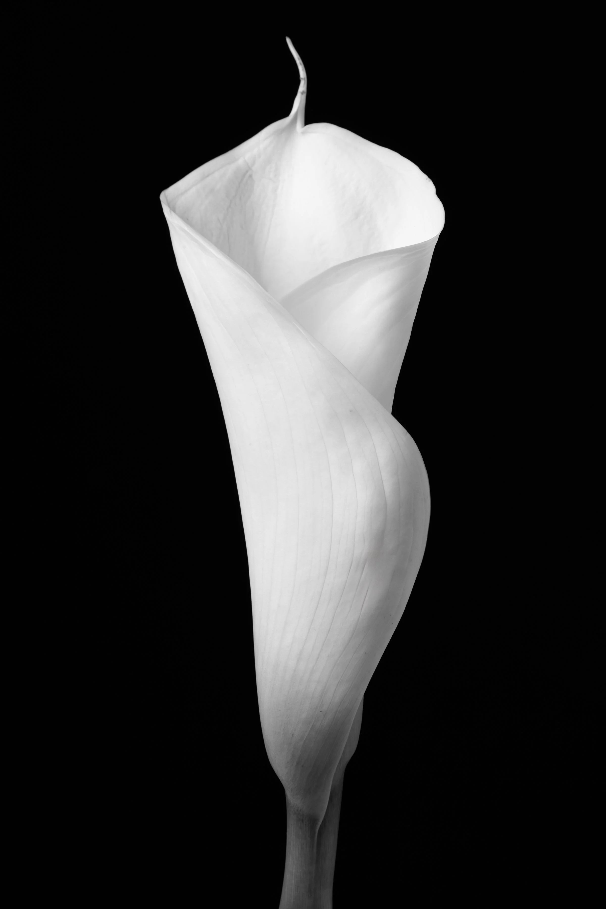 Calla Lily Ninety-One