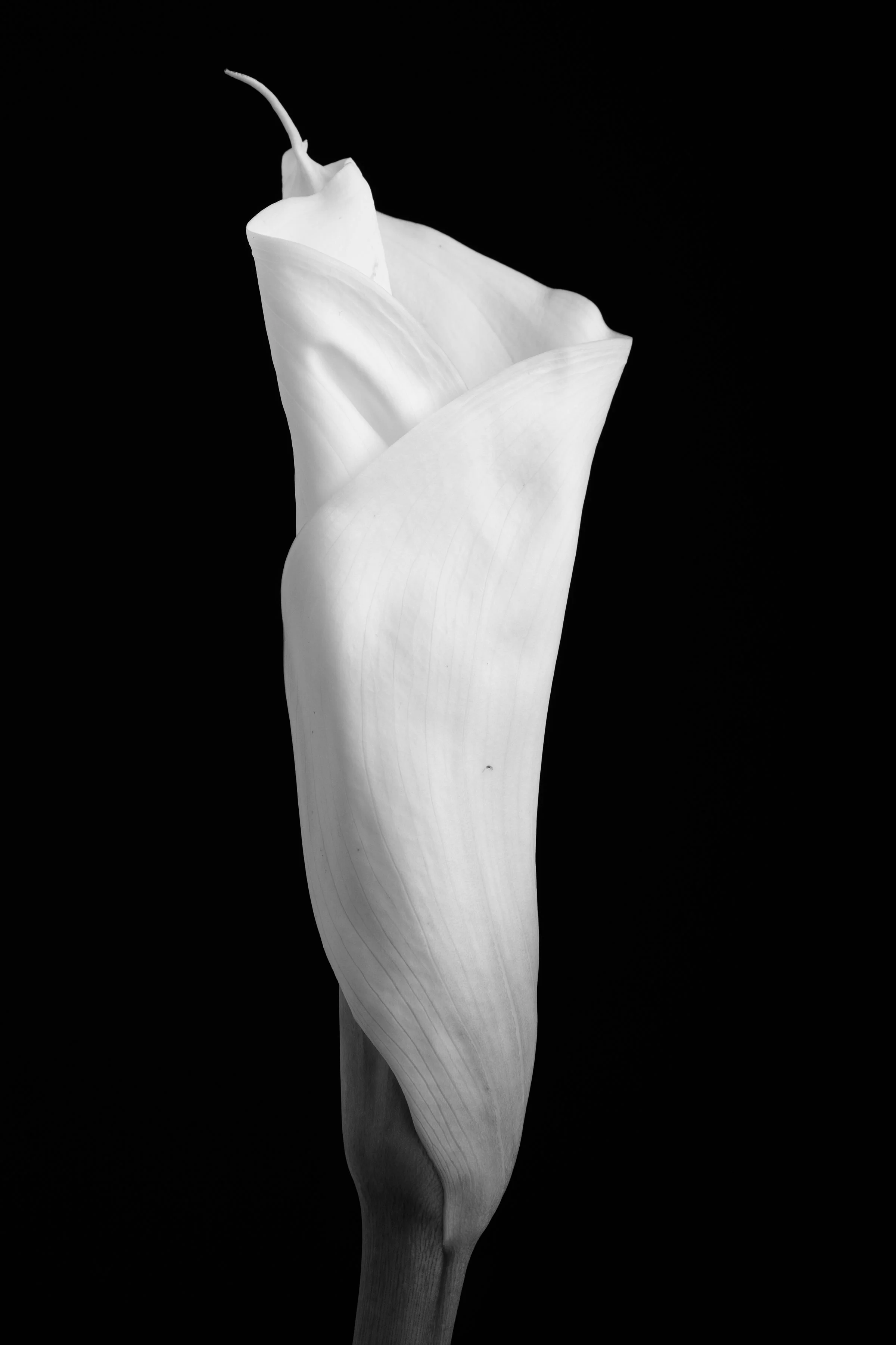 Calla Lily Thirty-Four