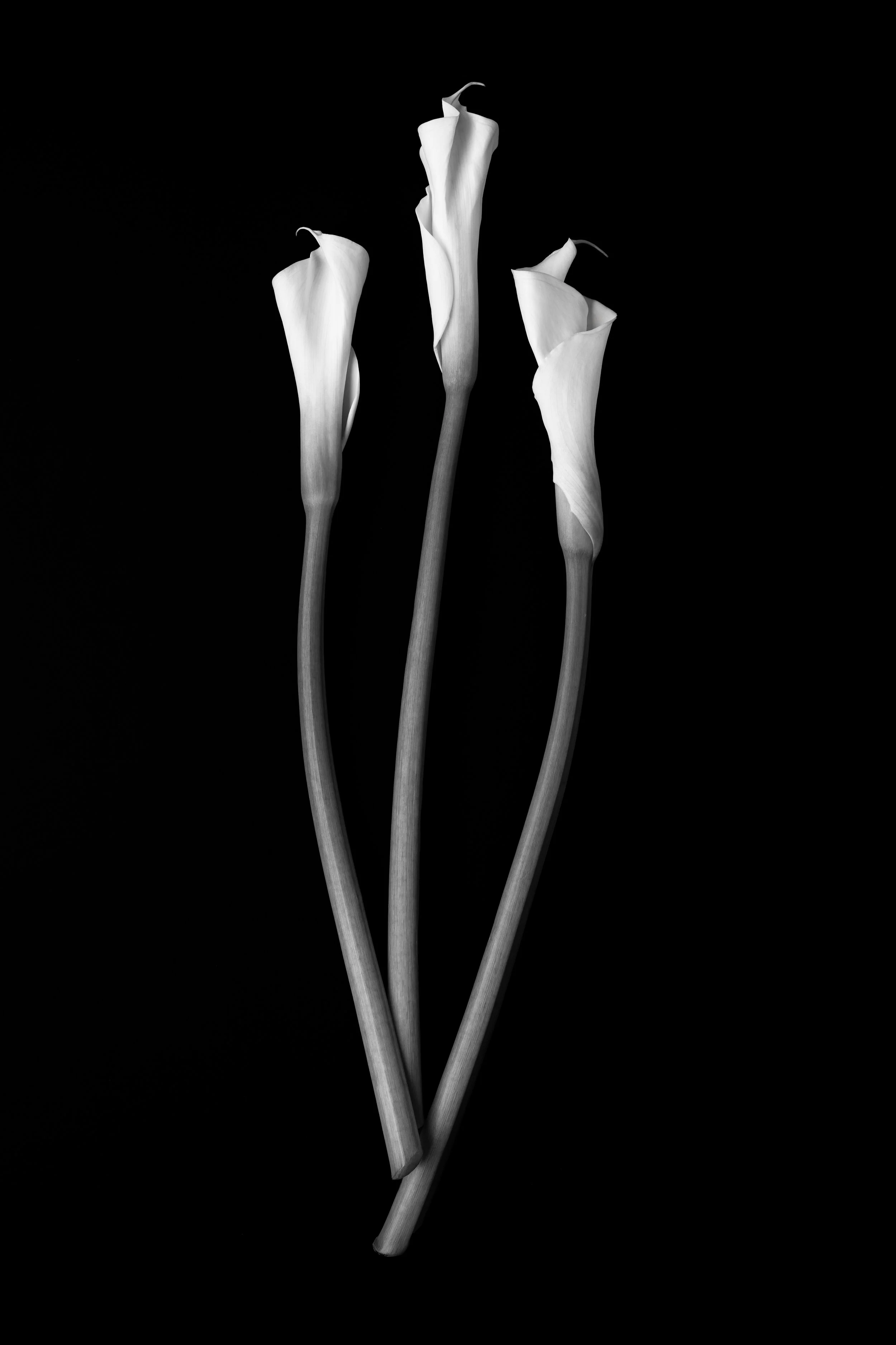 Trio of Calla Lily (2023)