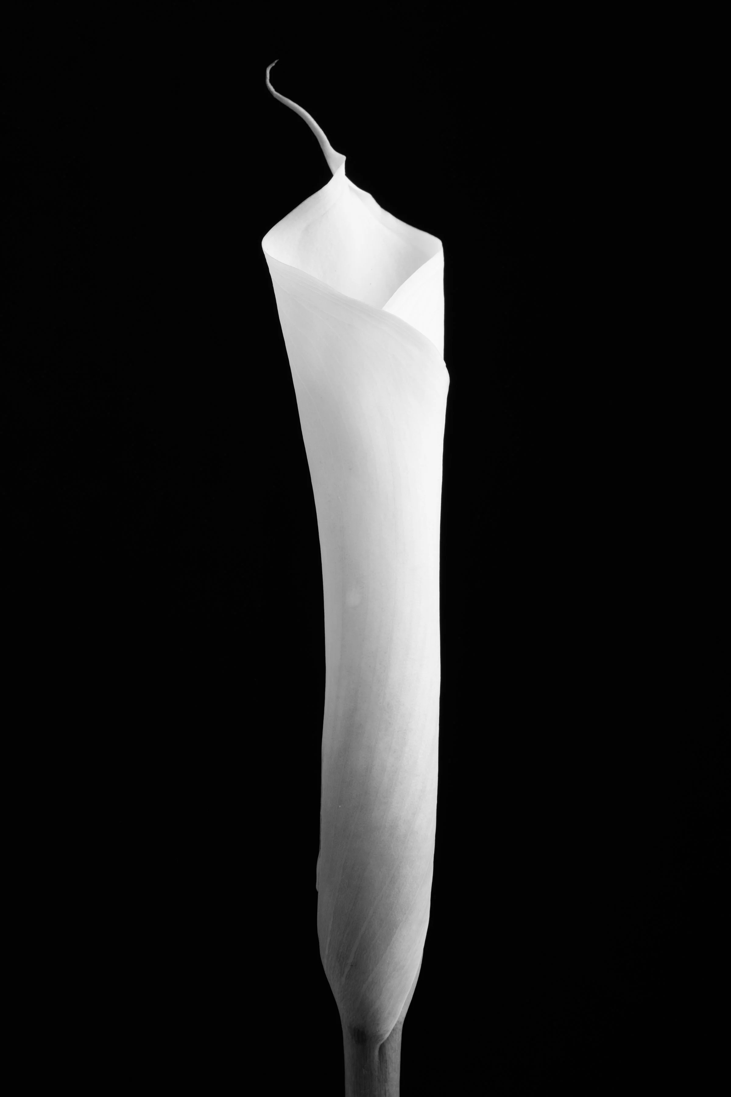 Calla Lily Eighty-Five