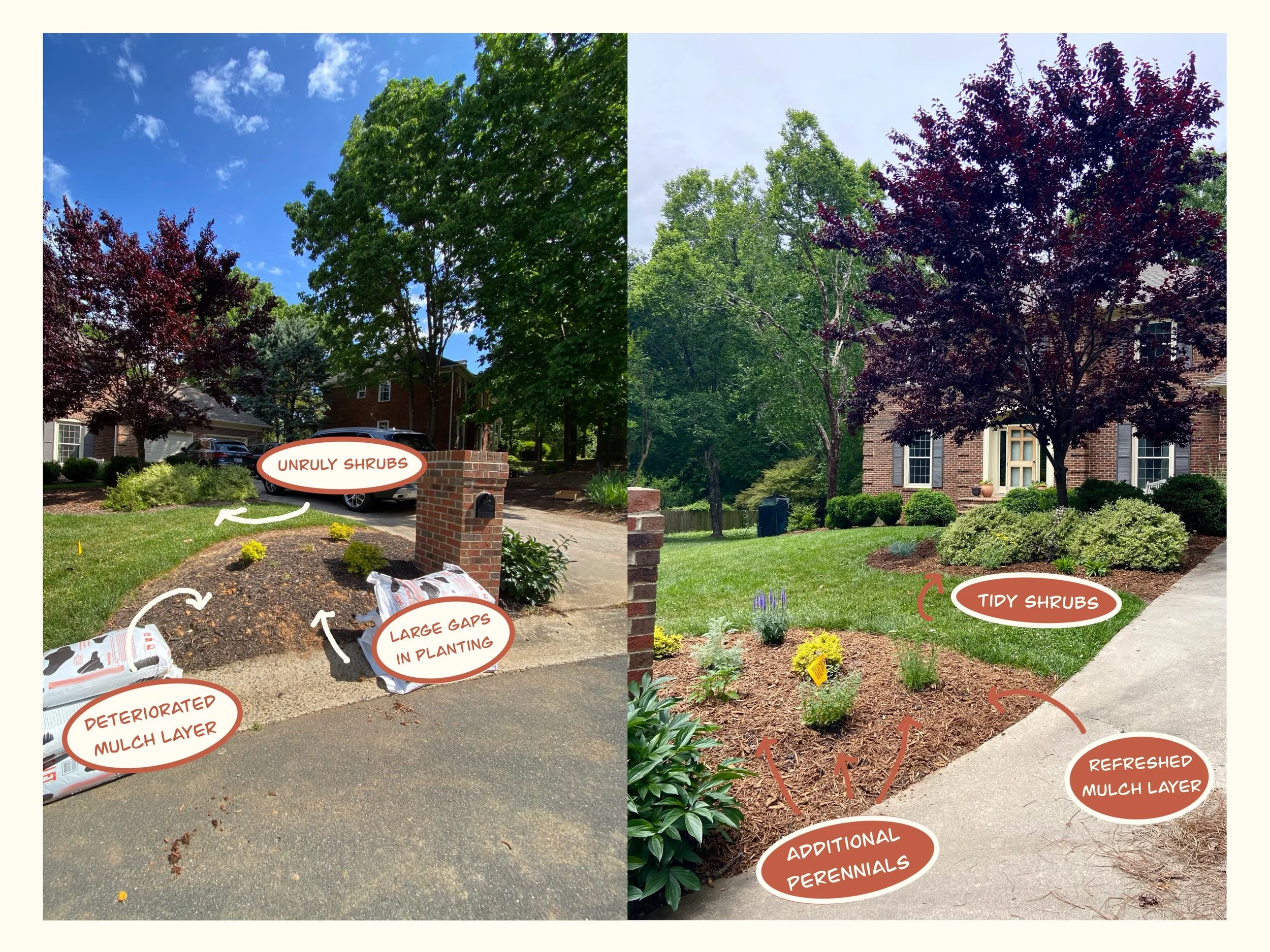 Comparison of a garden bed before and after landscaping. The left side shows an unkempt garden with unruly shrubs, large gaps, and deteriorated mulch layer. The right side shows the same garden bed after cleanup, featuring tidy shrubs, additional per