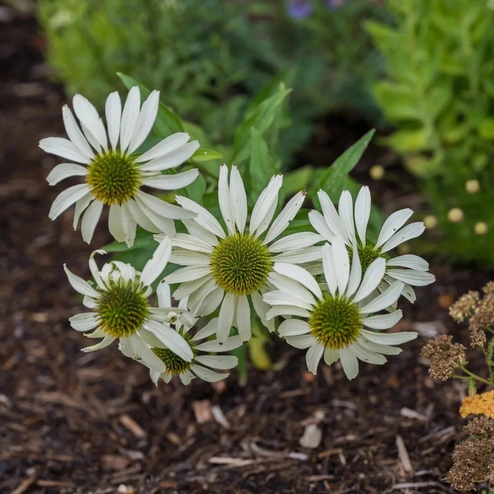 Cluster of white flowers with green centers growing in soil.