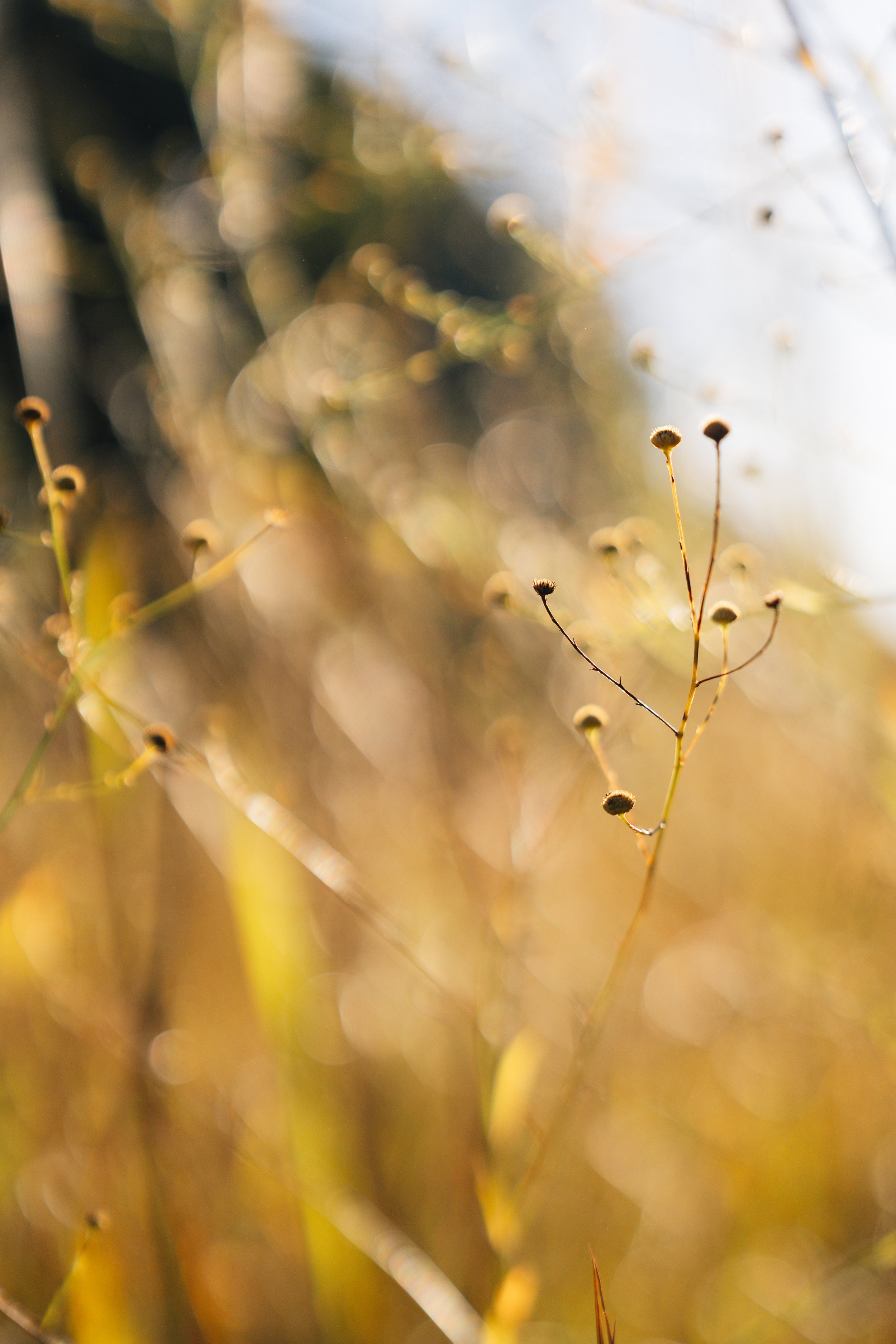 Close-up of dried wildflowers in a golden field with blurred background and sunlight.