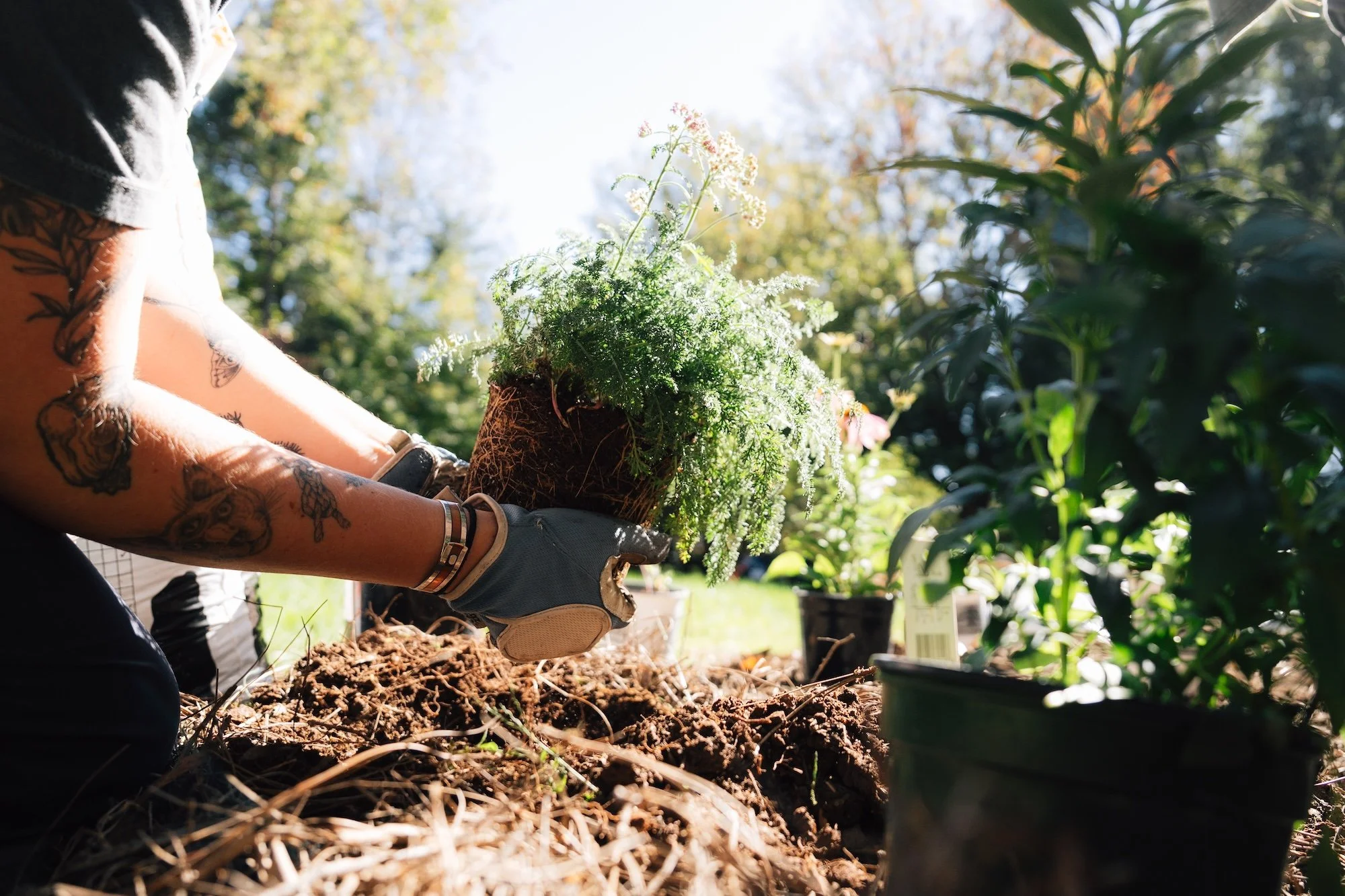A person with tattoos on their arms planting a potted plant into the soil outdoors on a sunny day.