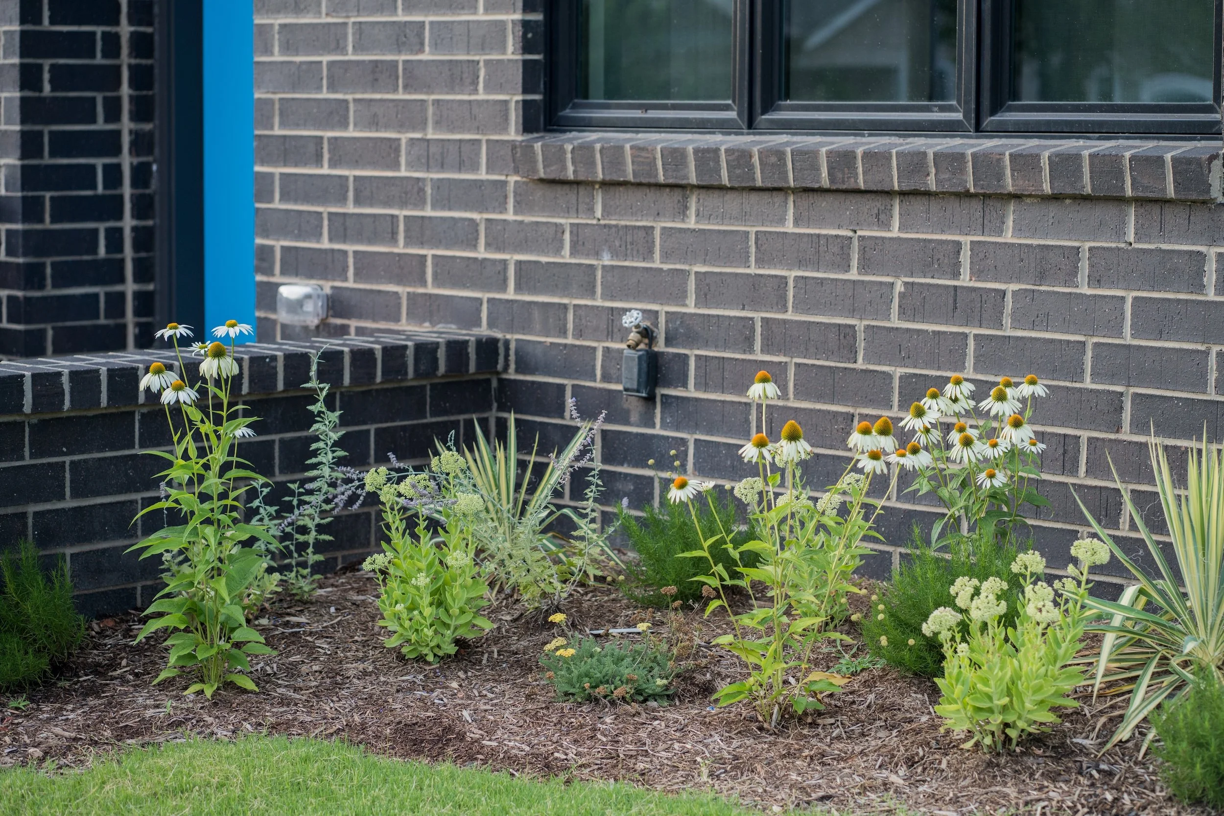 alloy cone flower bed copy.jpg