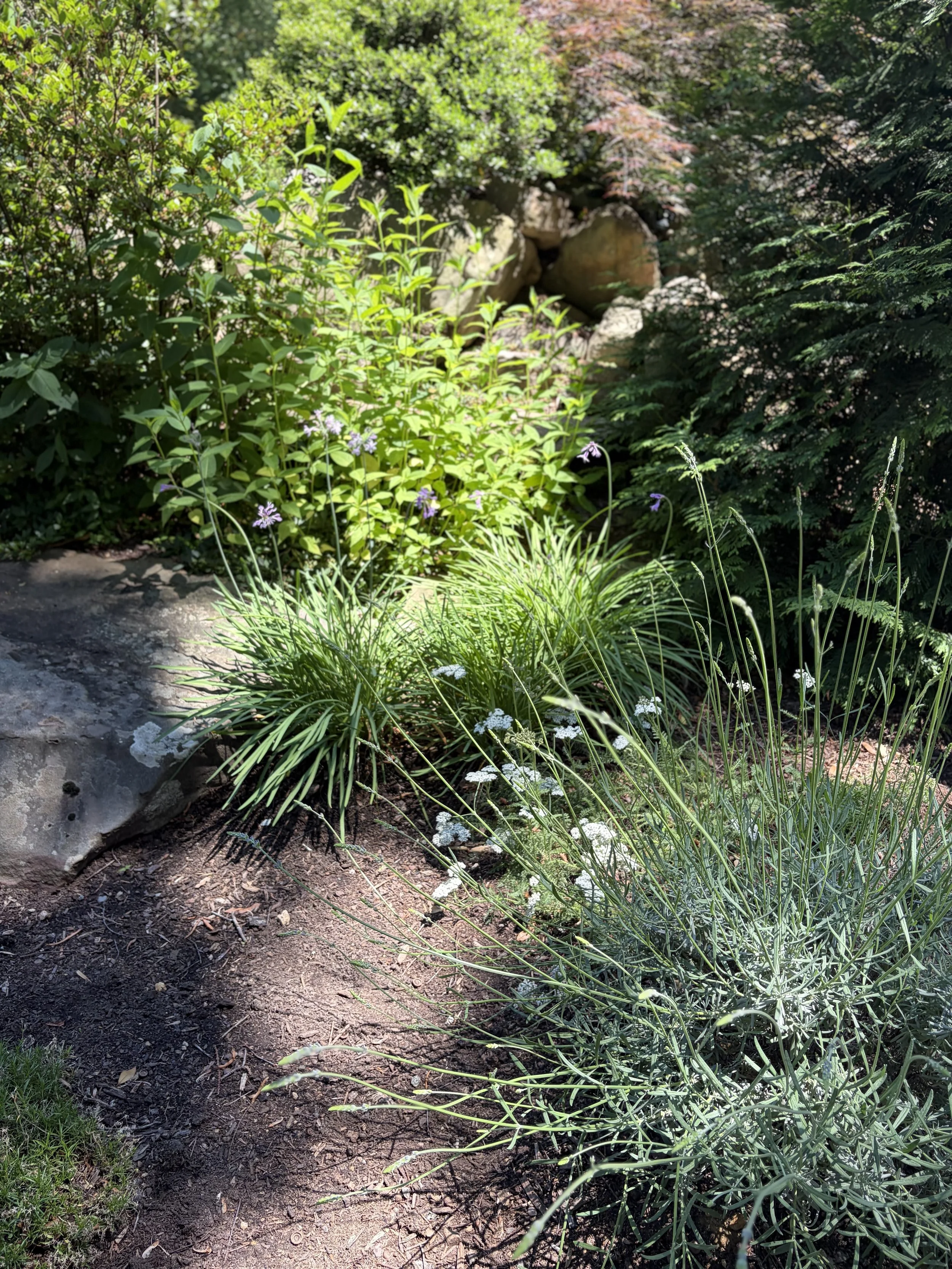 Pollinator Paradise