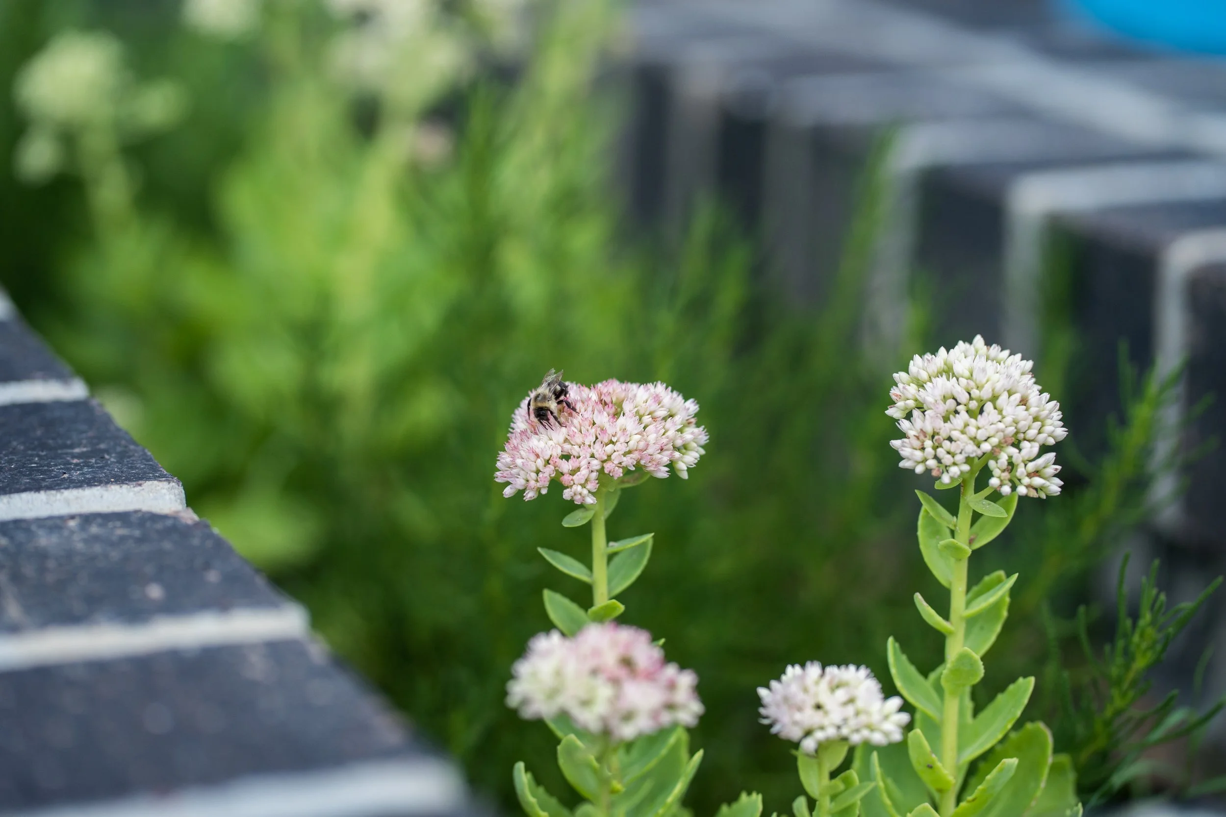 alloy sedum bumble bee closeup 4.jpg