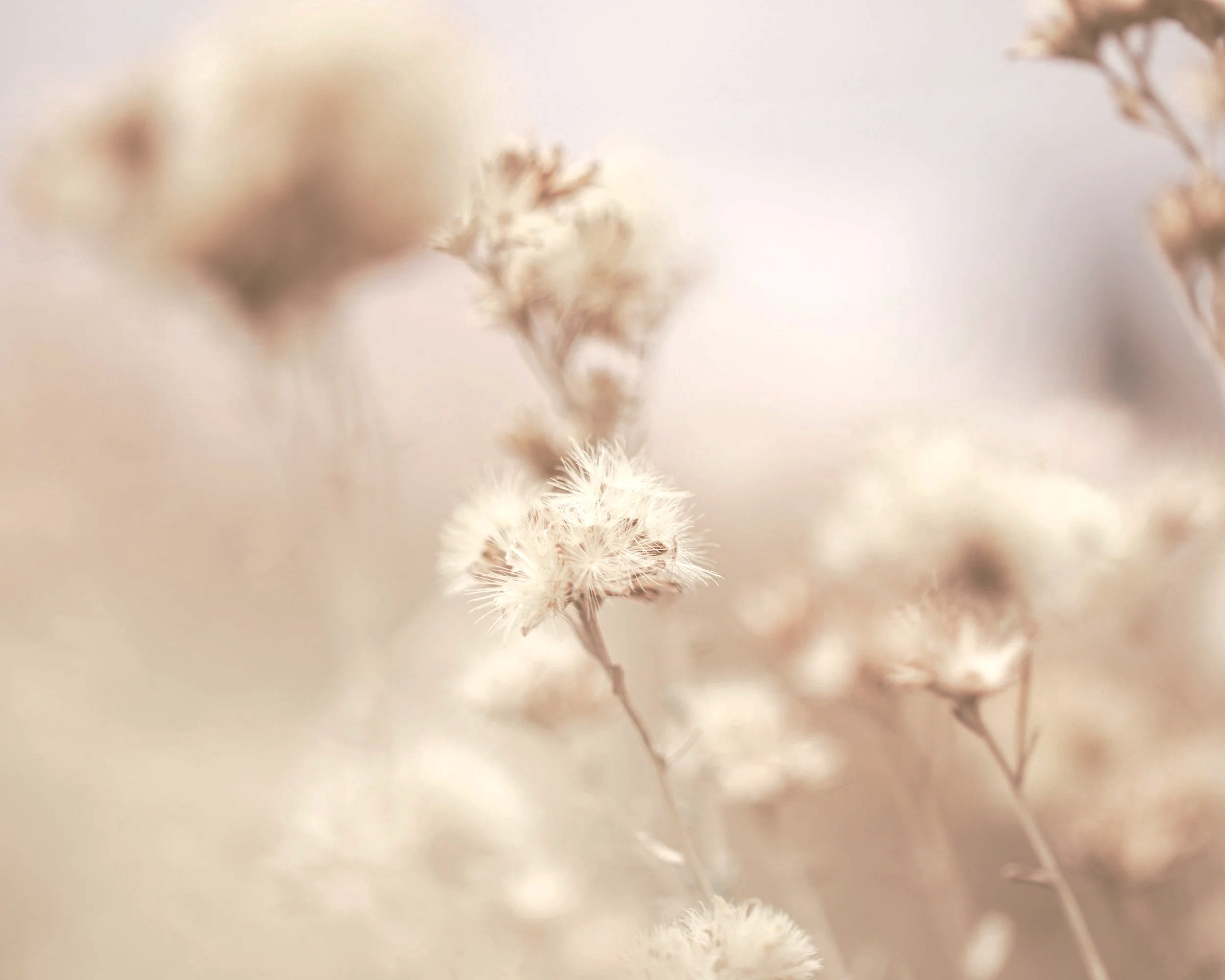 Close-up photograph of soft, fluffy white plant seeds or flowers with delicate details, blurred background.