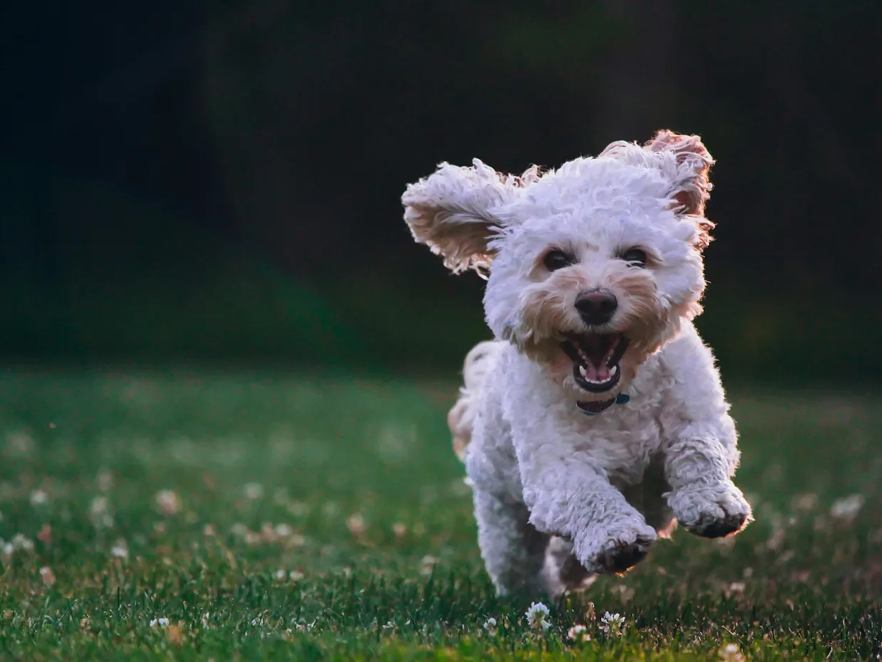 A small, fluffy white dog running on grass with a joyful expression.