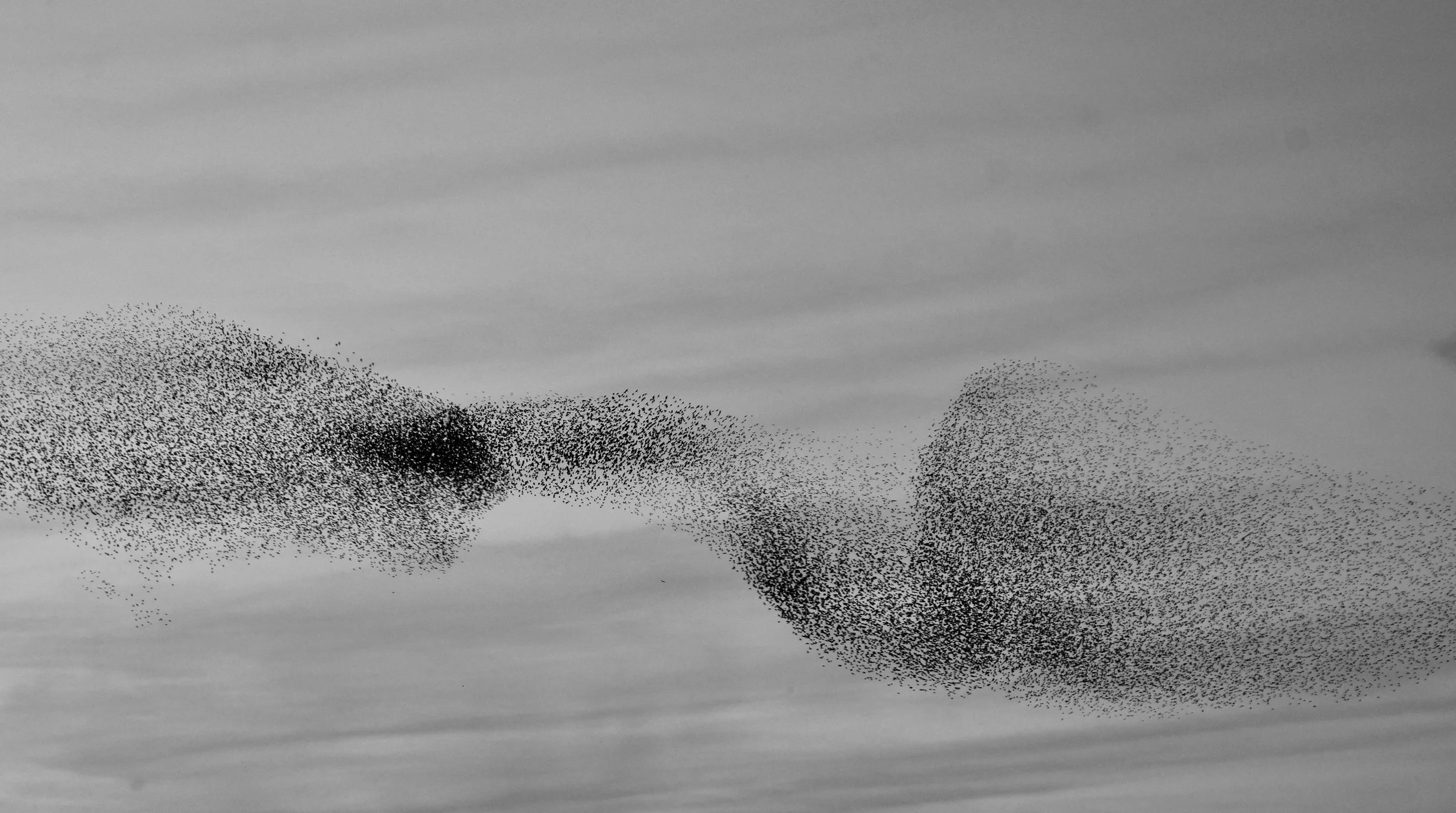 Consider the Birds - SCORE (PDF)