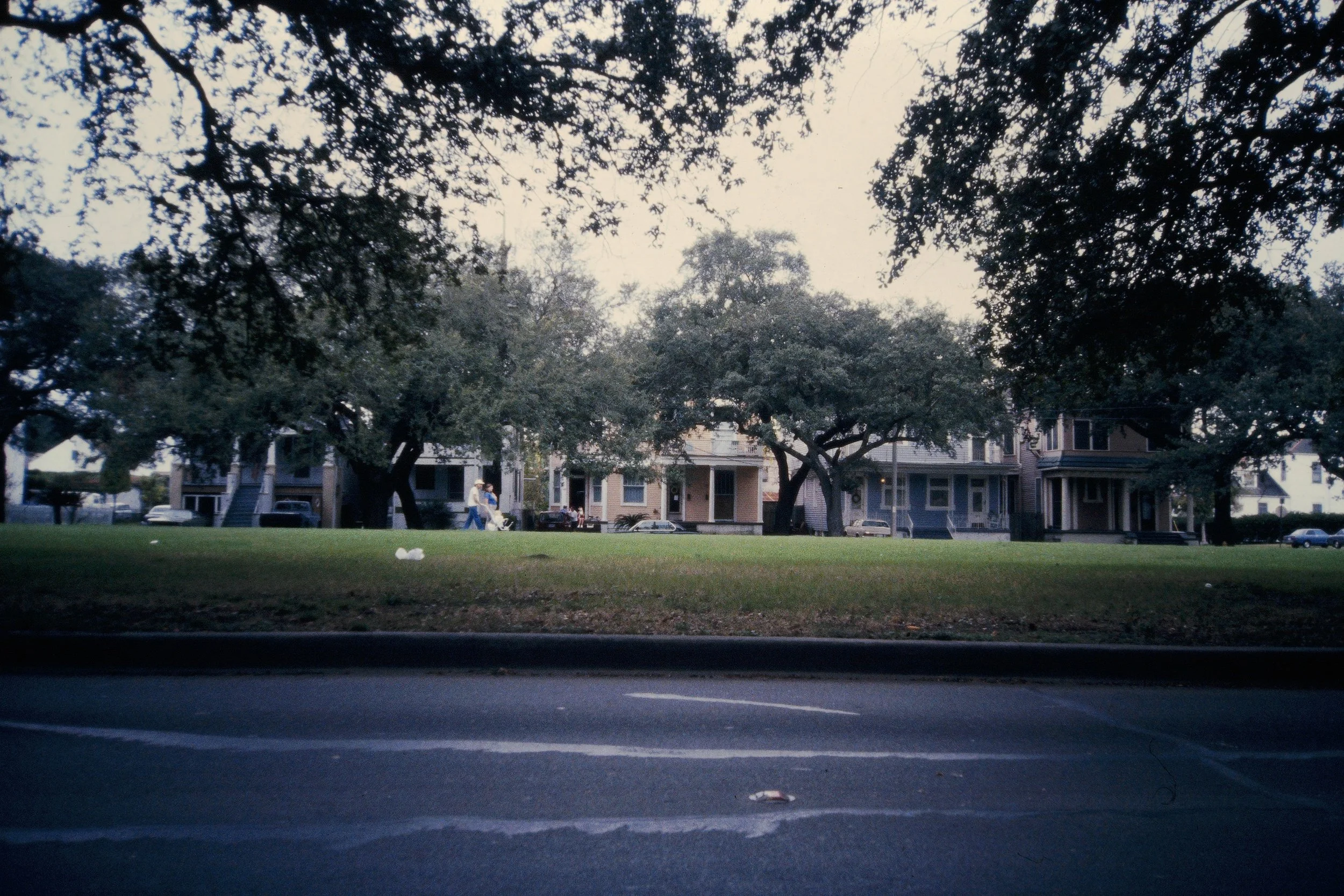 11. Oak Tree Canopy.jpeg