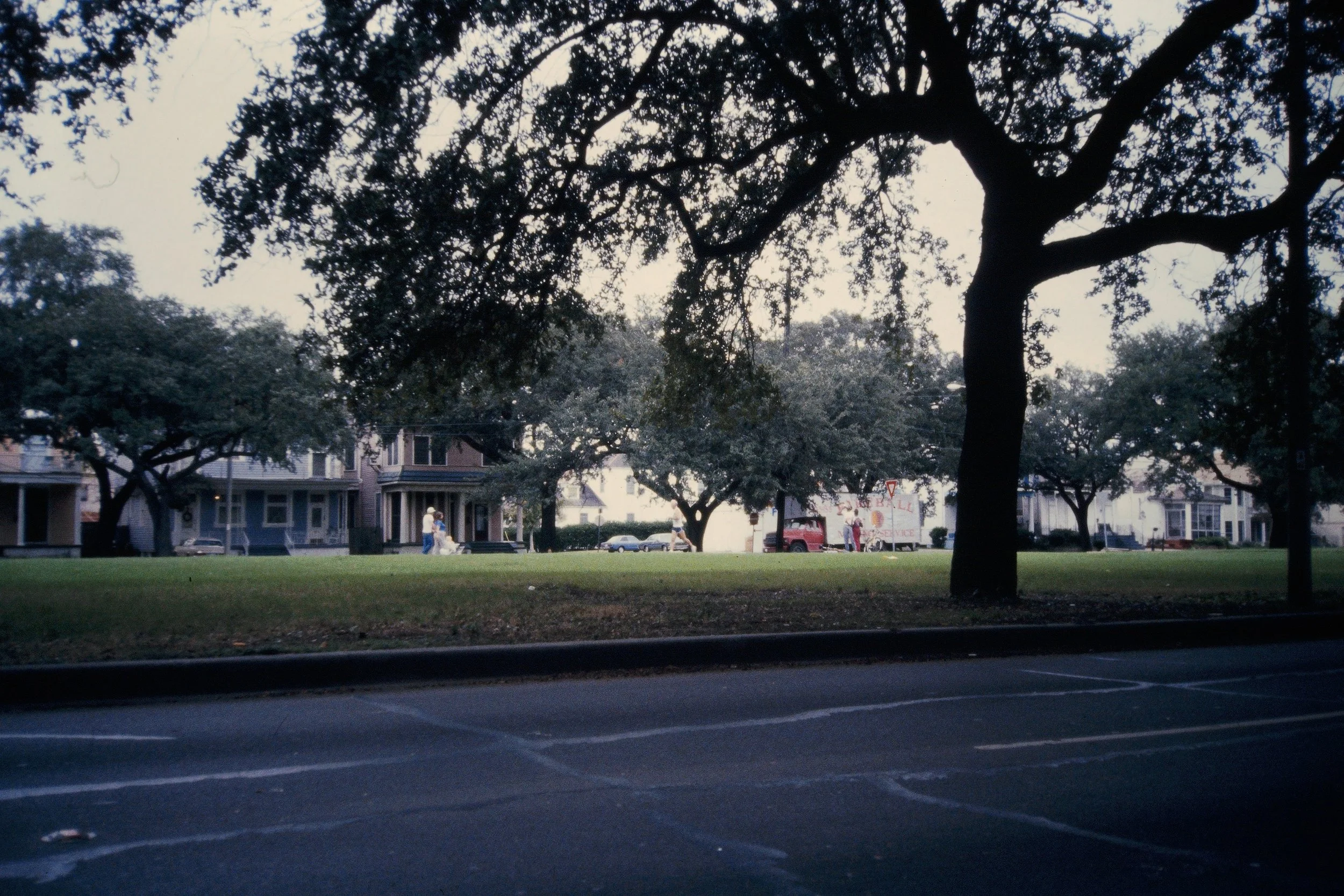 12. Oak tree canopy.jpeg