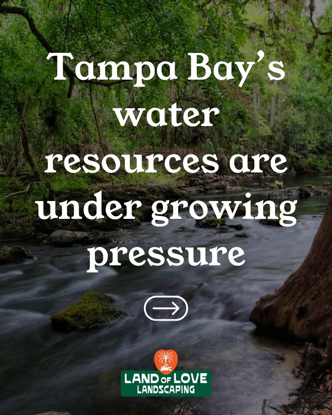 🌱 Why Native Landscaping Matters in Tampa Bay Right Now 🌱

Did you know that the Tampa Bay area is currently under a Phase I water shortage declaration? That means residents are asked to water their lawns just once per week to help conserve million