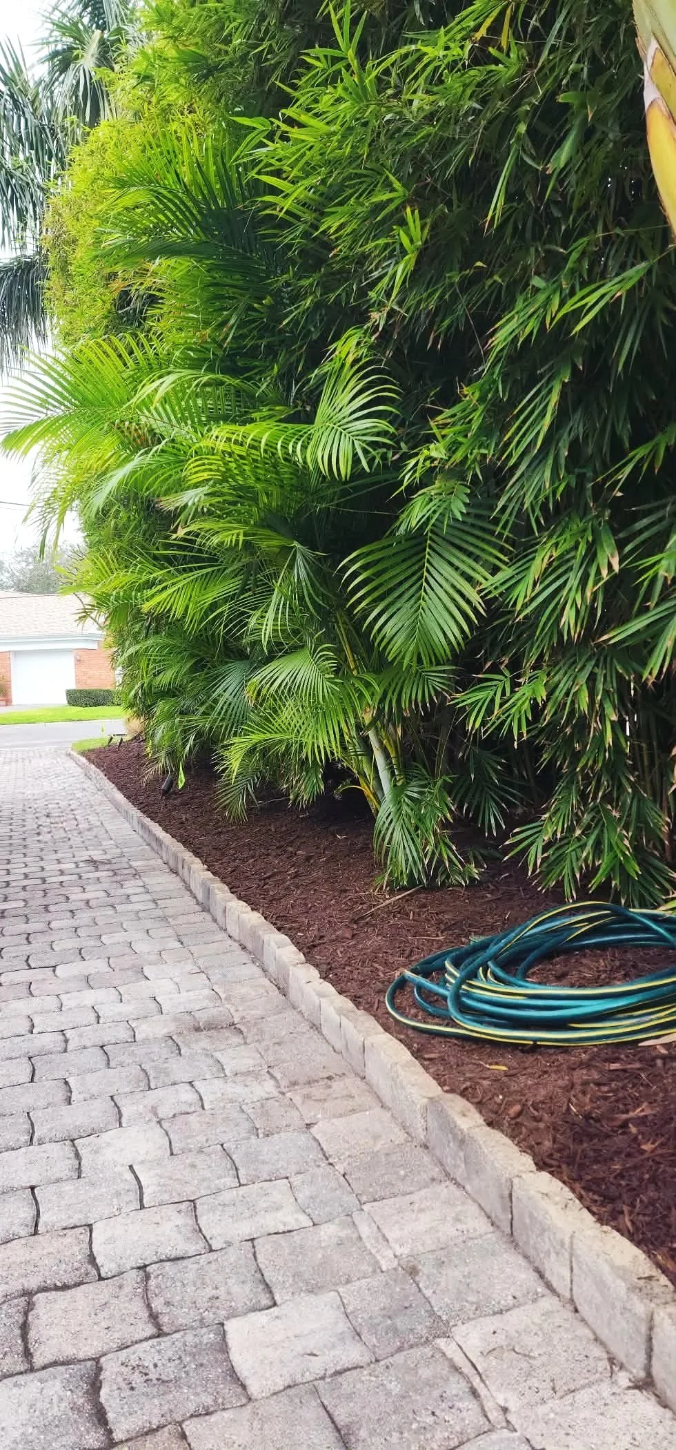A landscaped yard with a brick pathway, a section of mulch, lush green tropical plants, and a coiled garden hose on the ground.