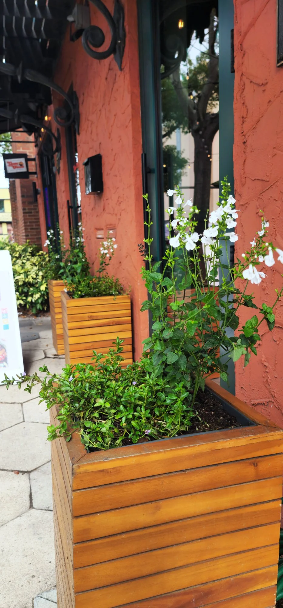 Flower boxes St. Petersburg, FL. Florida native flowers in commercial flower boxes at storefront in downtown St. Petersburg.