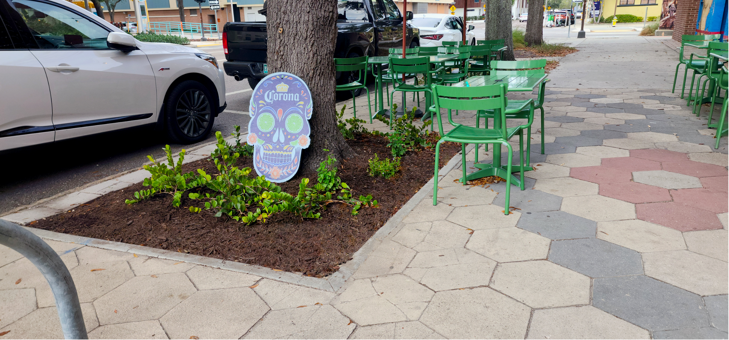 Horizontal cocoplum florida native bush st. petersburg florida.