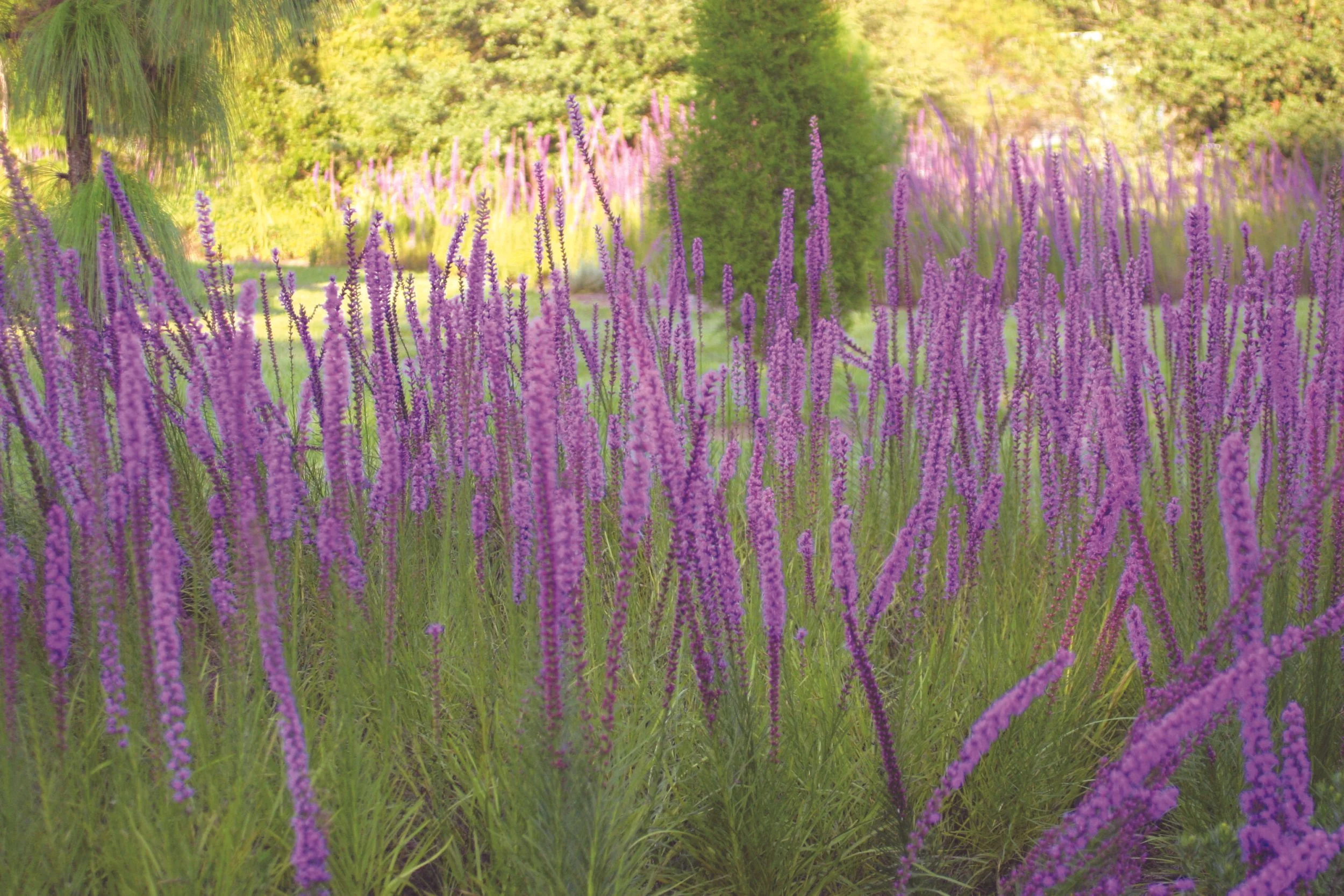 A lush garden filled with tall, purple lavender flowers, with a background of green trees and bushes under bright sunlight.