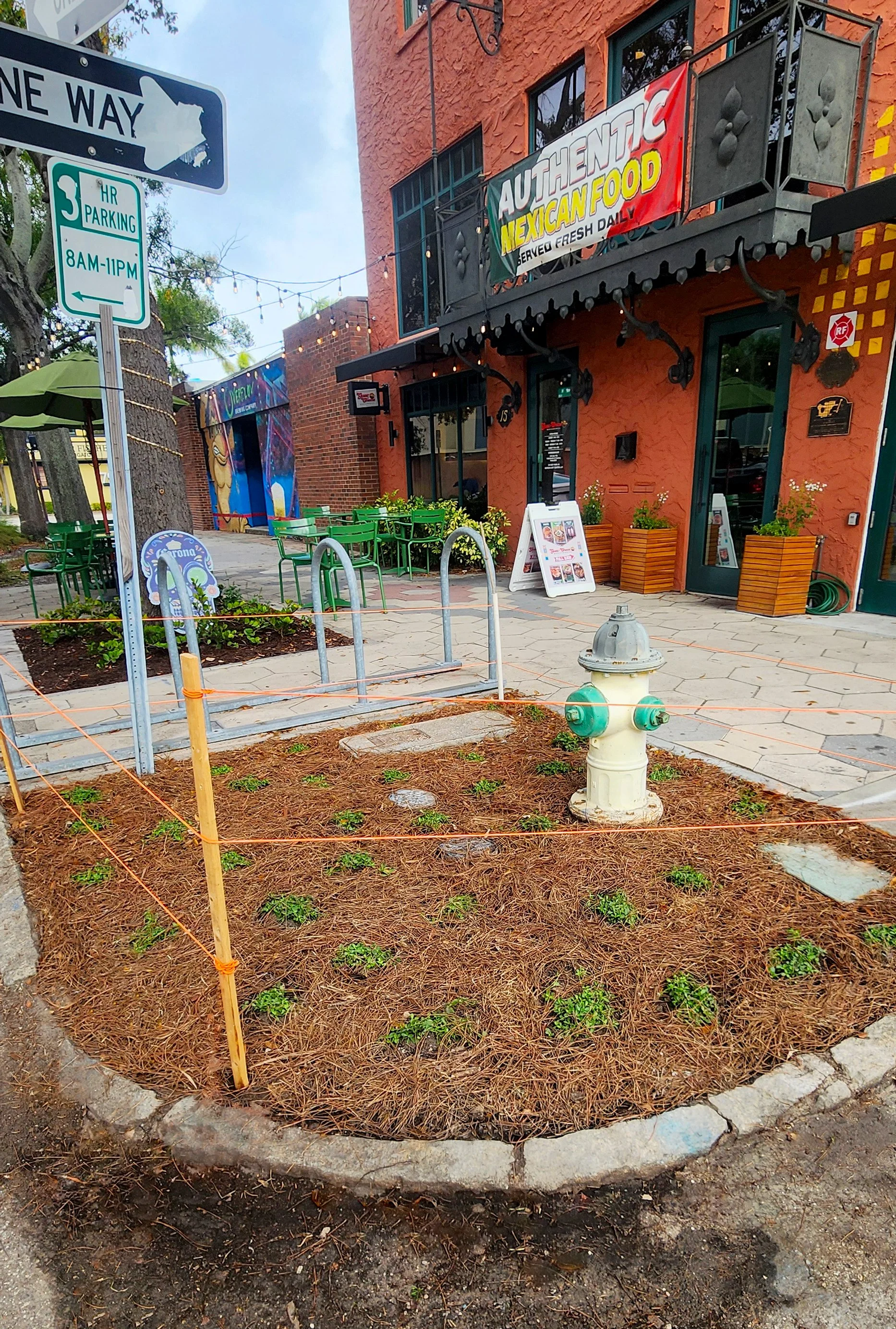 frogfruit matchweed ground cover florida native plants in St. Petersburg, Florida.