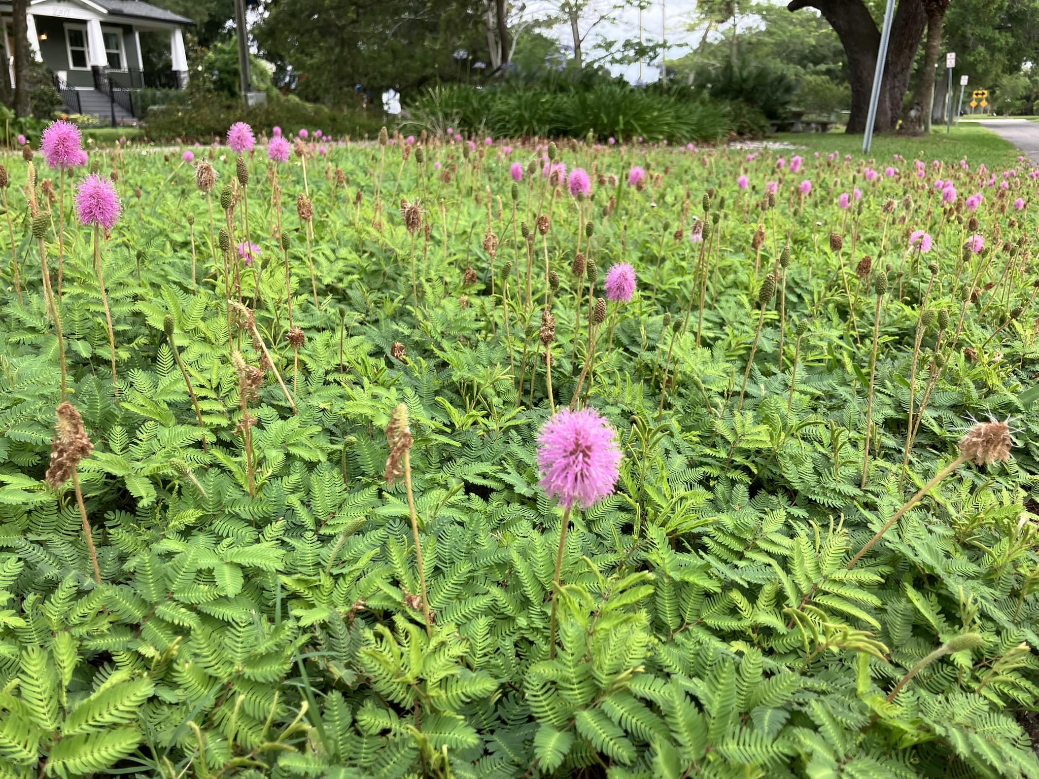 Sunshine mimosa front yard in florida.