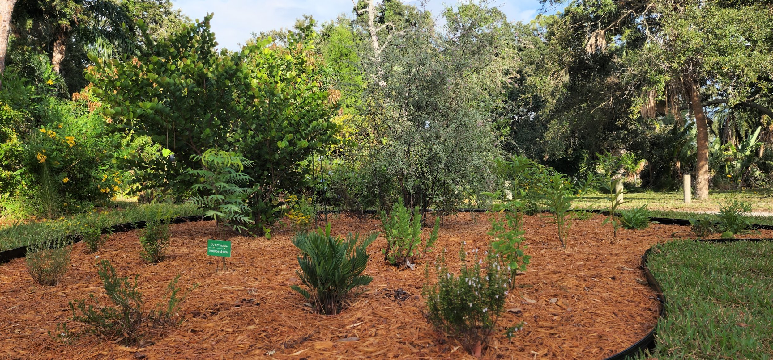 Florida native landscaping in St. Petersburg, Florida.