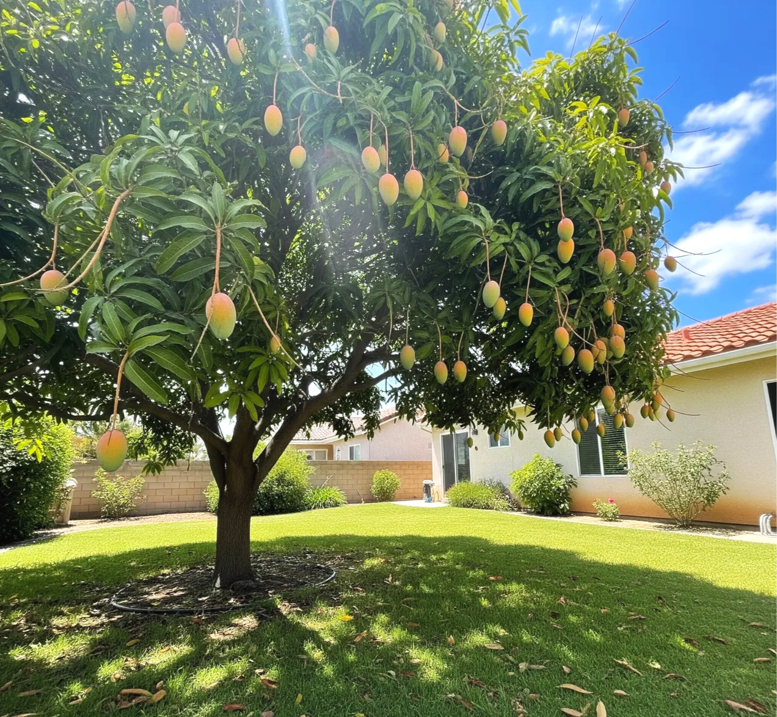 Mango tree installation and maintenance in St. Petersburg, Florida.