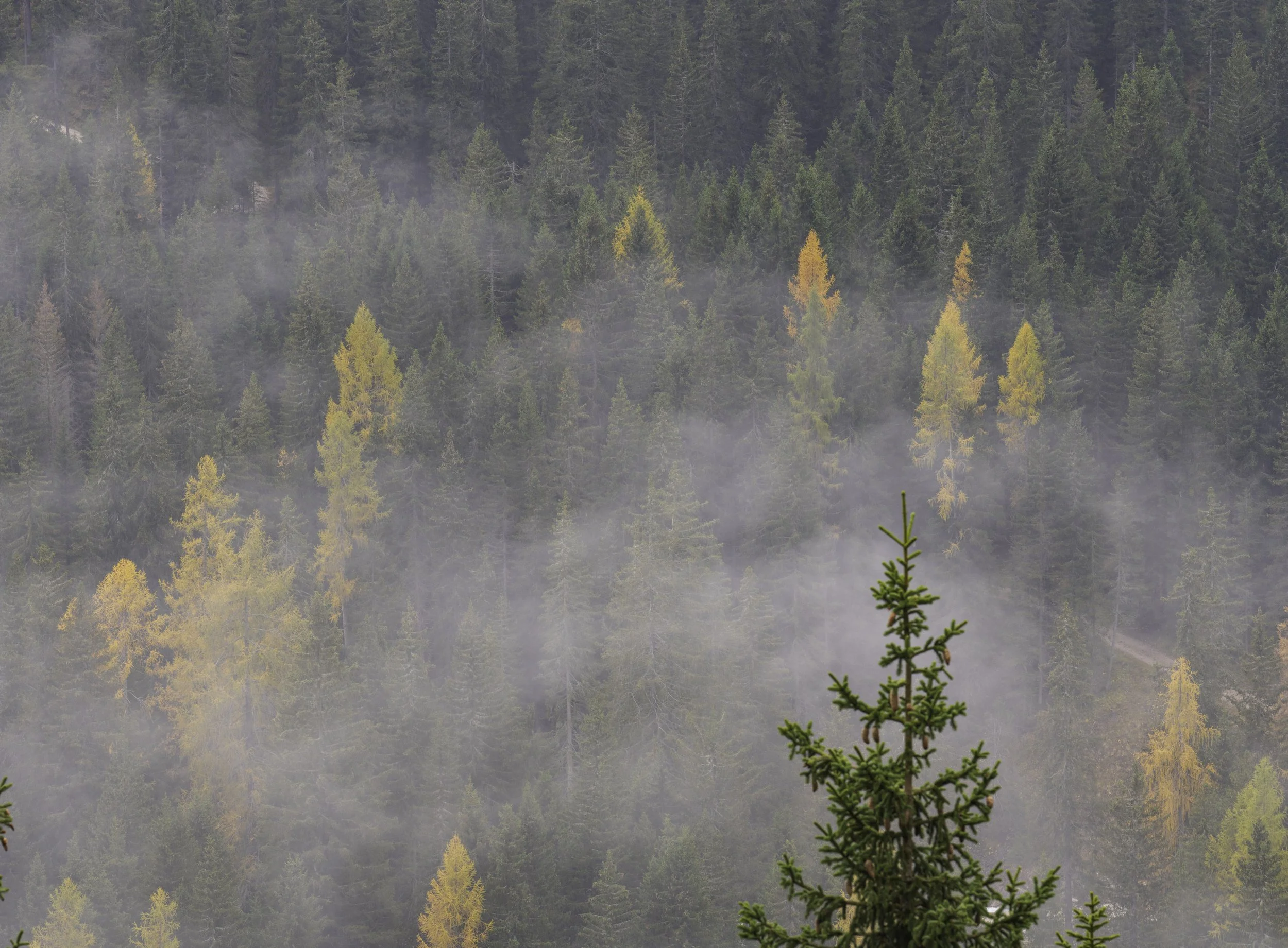 Trees and Fog