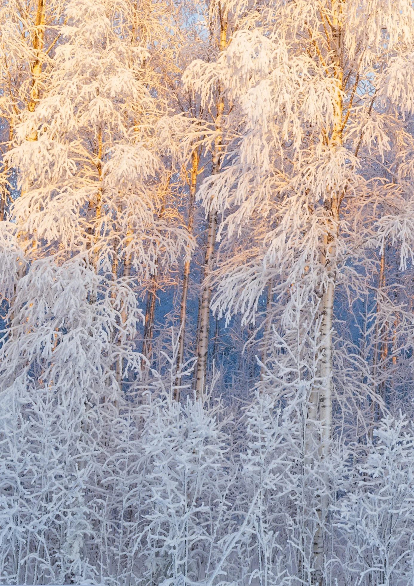 _DSC6519_2.jpg