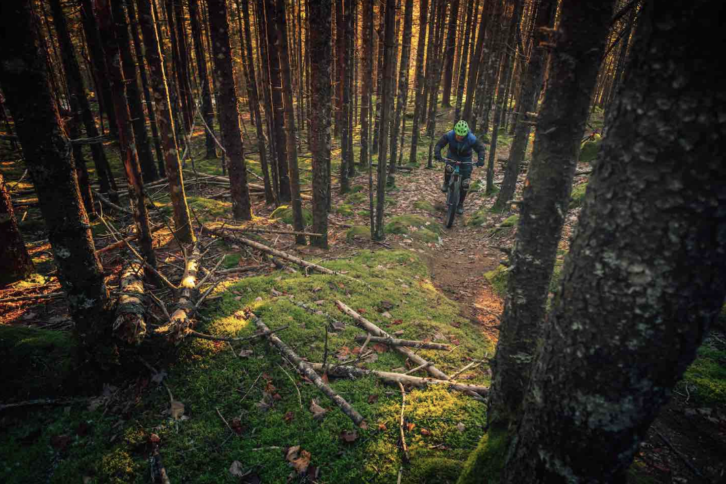 A person mountain biking on a trail through a dense forest during sunset, with sunlight filtering through the trees and illuminating the mossy ground.