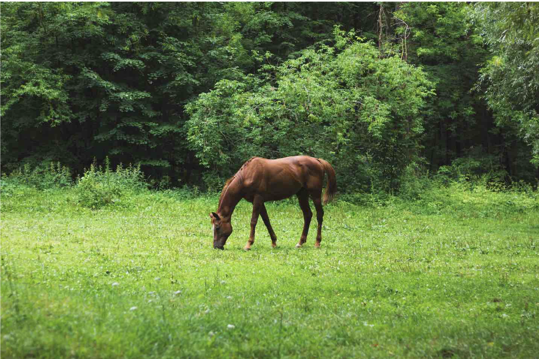 Brown horse grazing on lush green grass in a forested area.