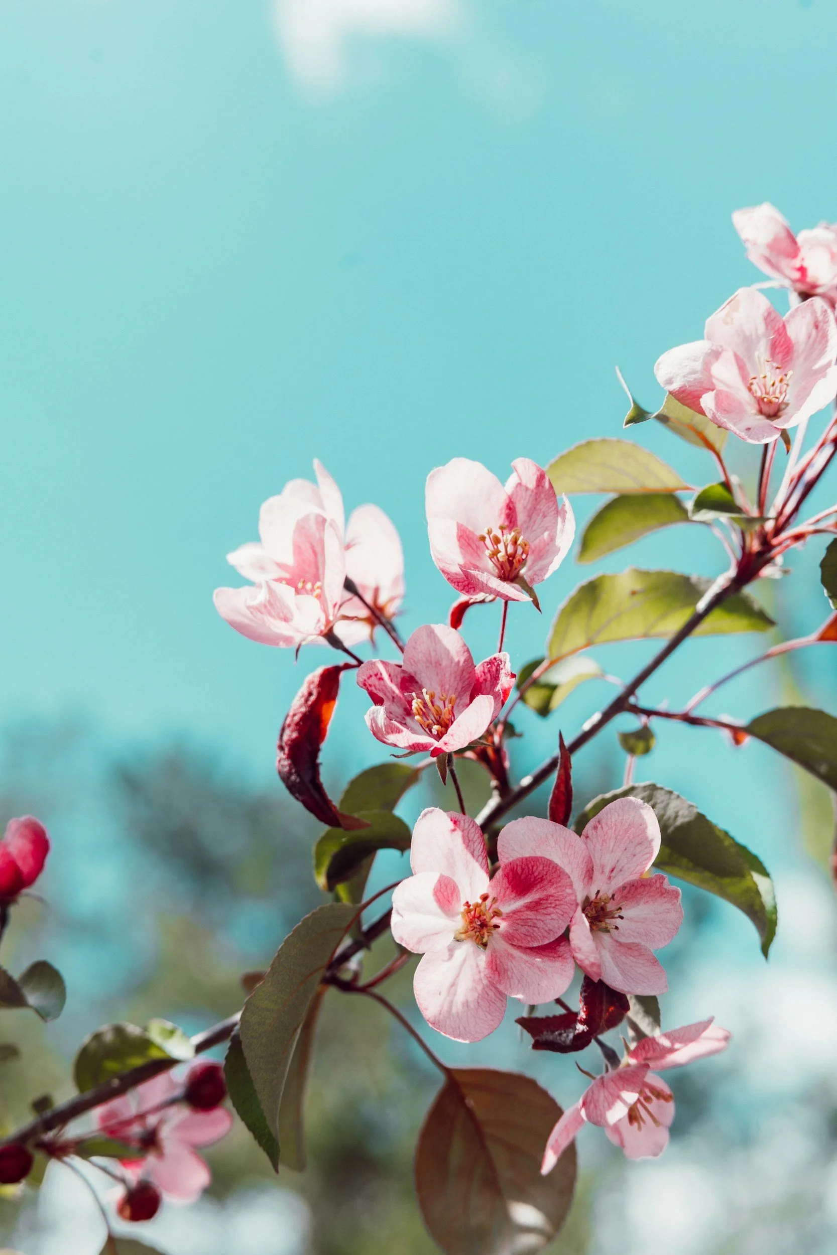 Pink blossoms on a tree branch against a clear blue sky.